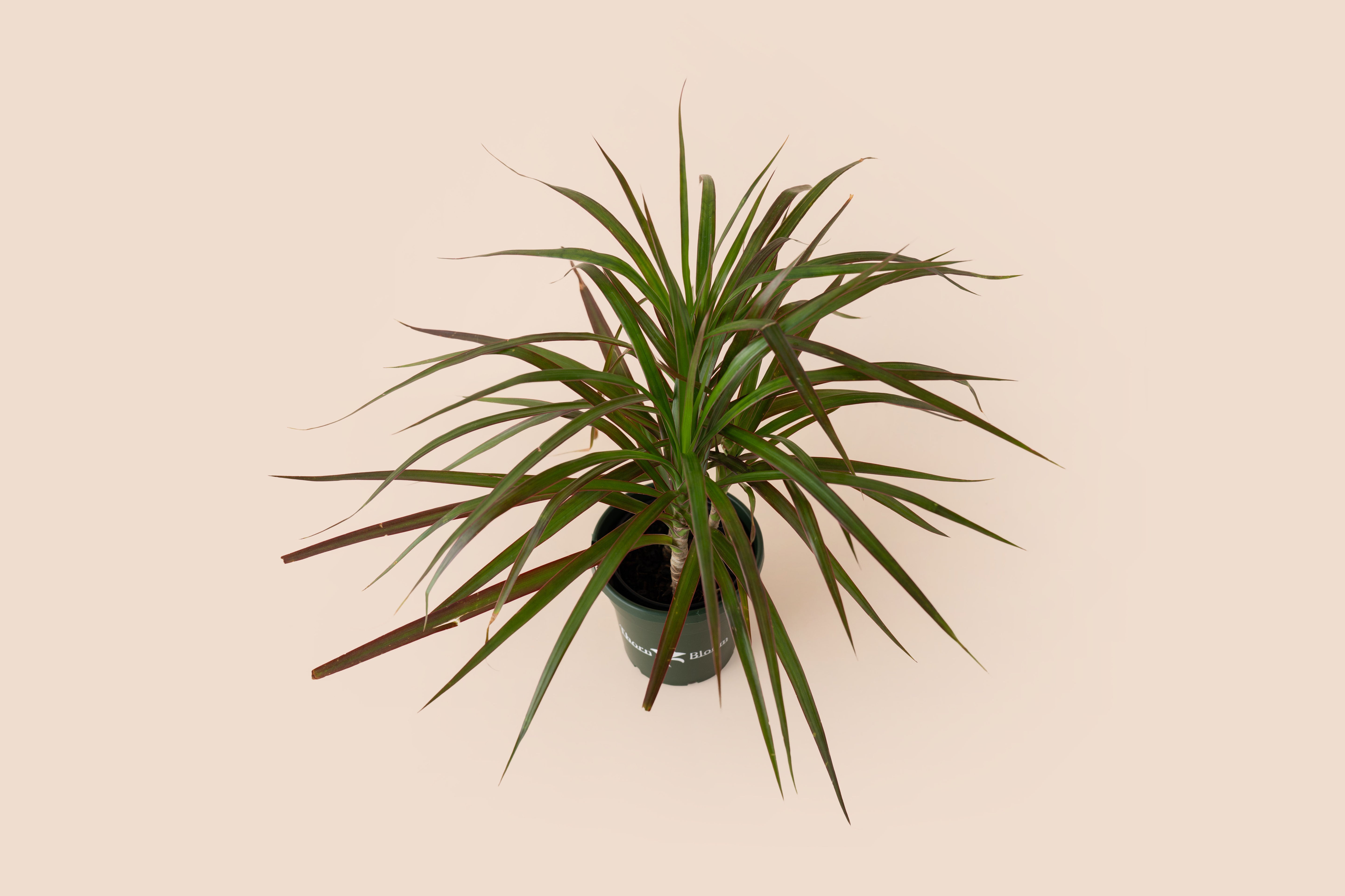 4" Dracaena Magenta