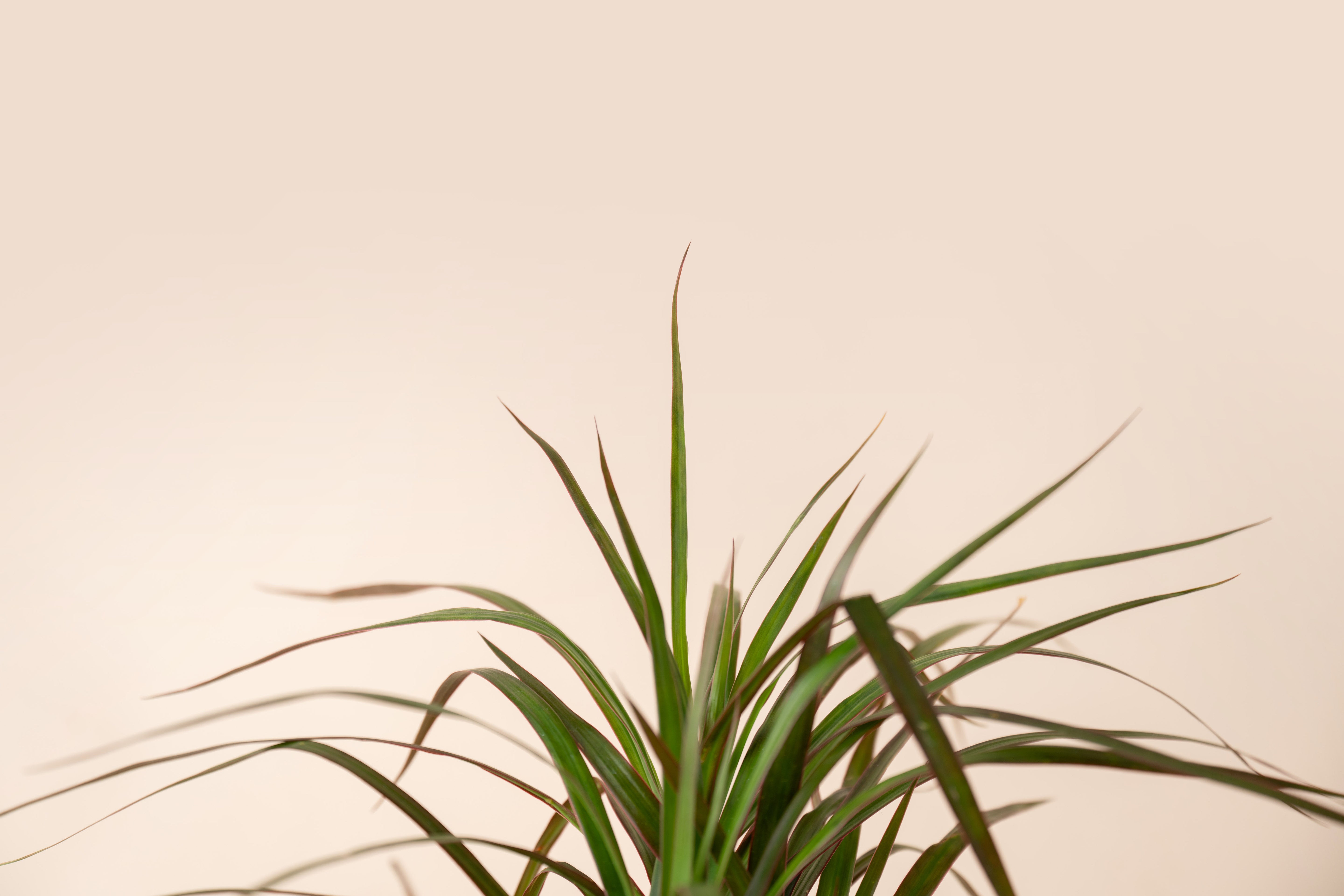 4" Dracaena Magenta
