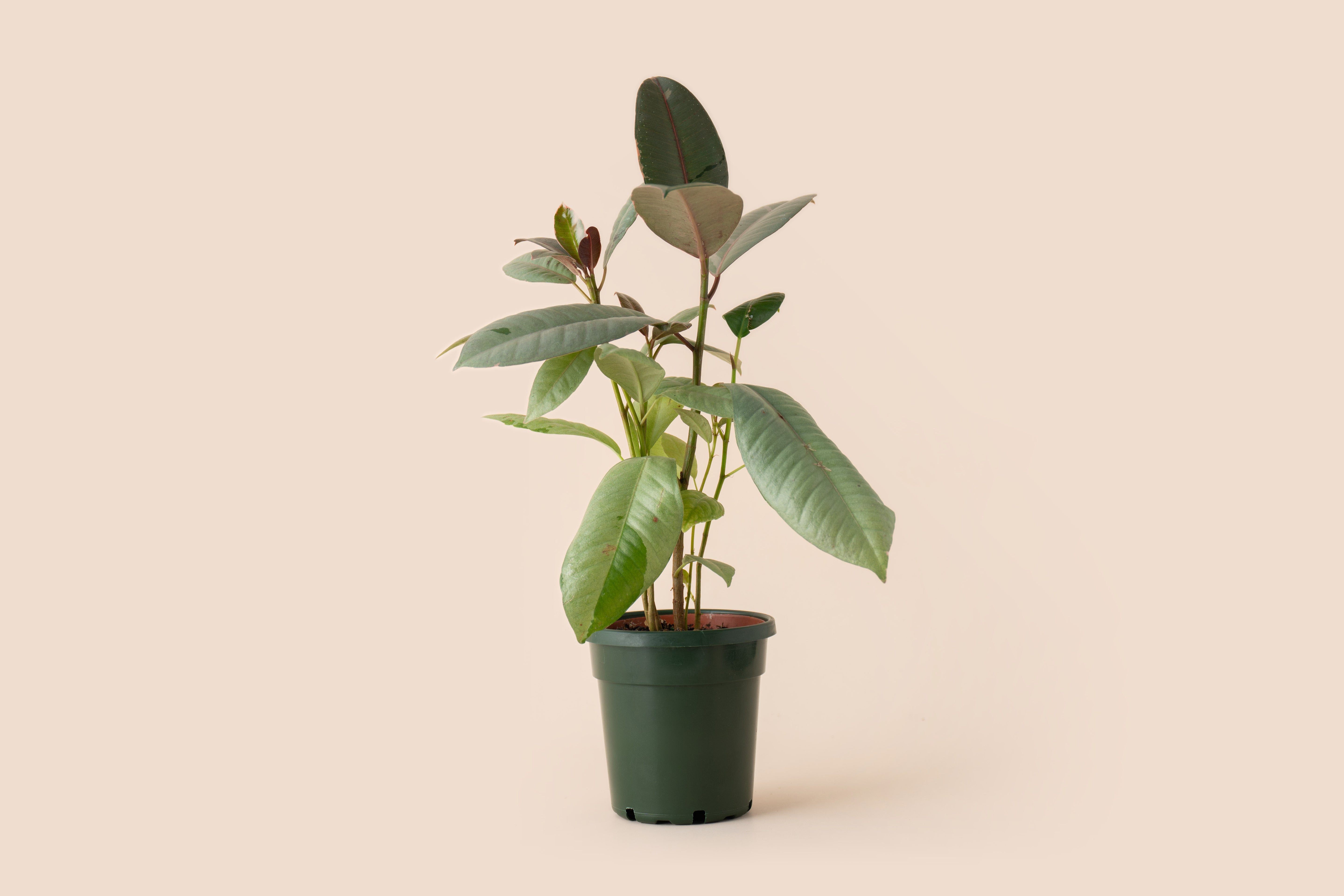 4" Ficus Ruby