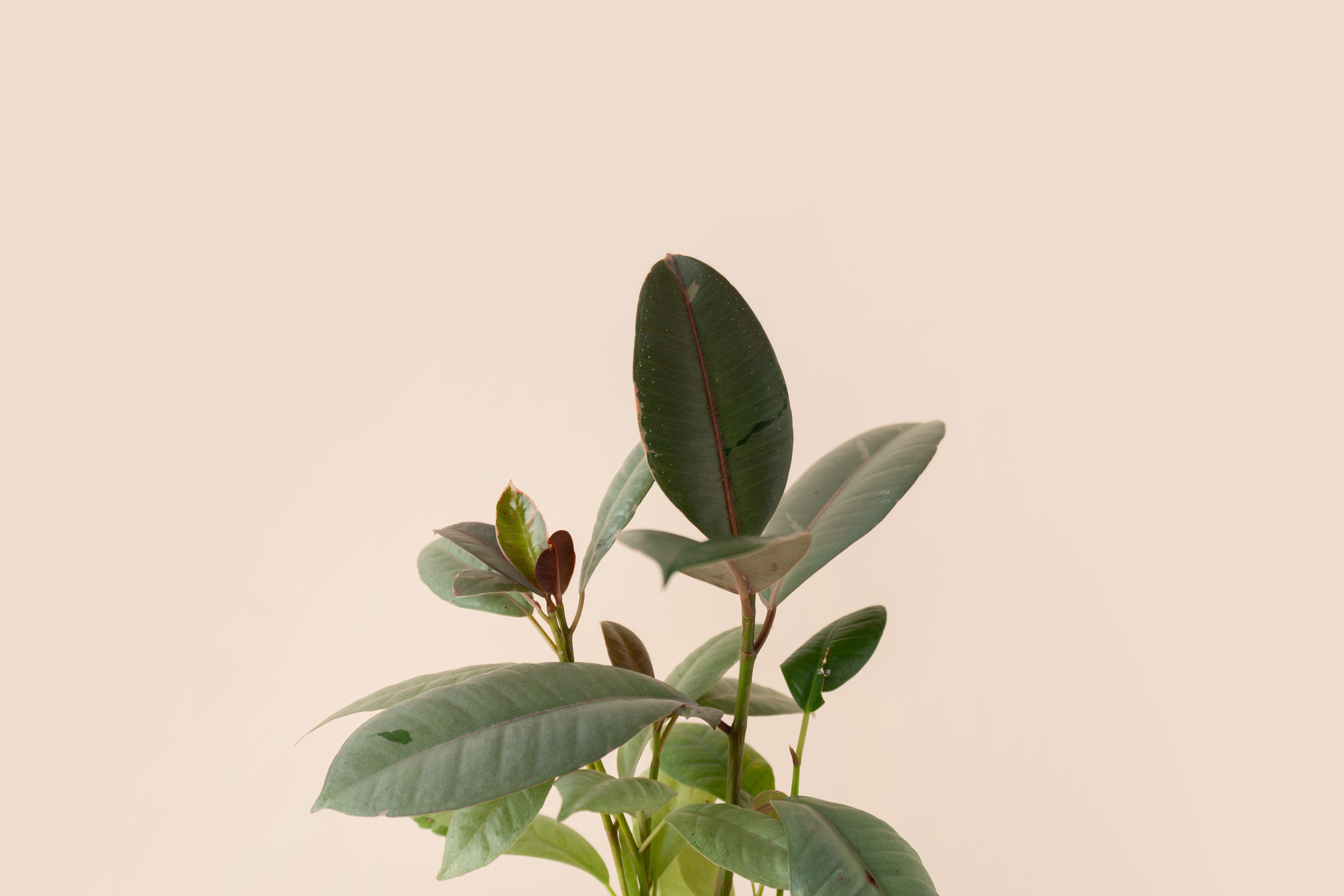 4" Ficus Ruby