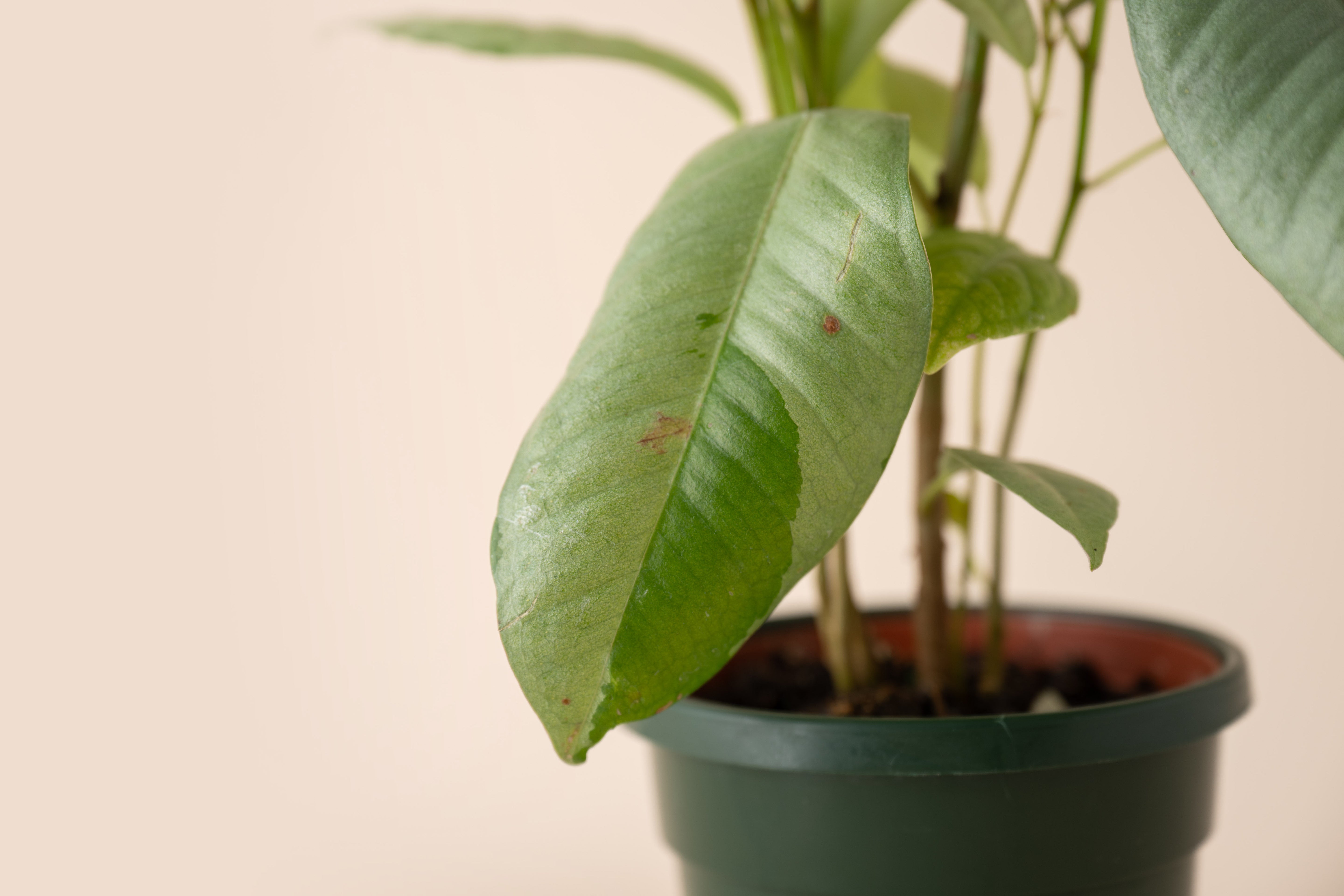 4" Ficus Ruby