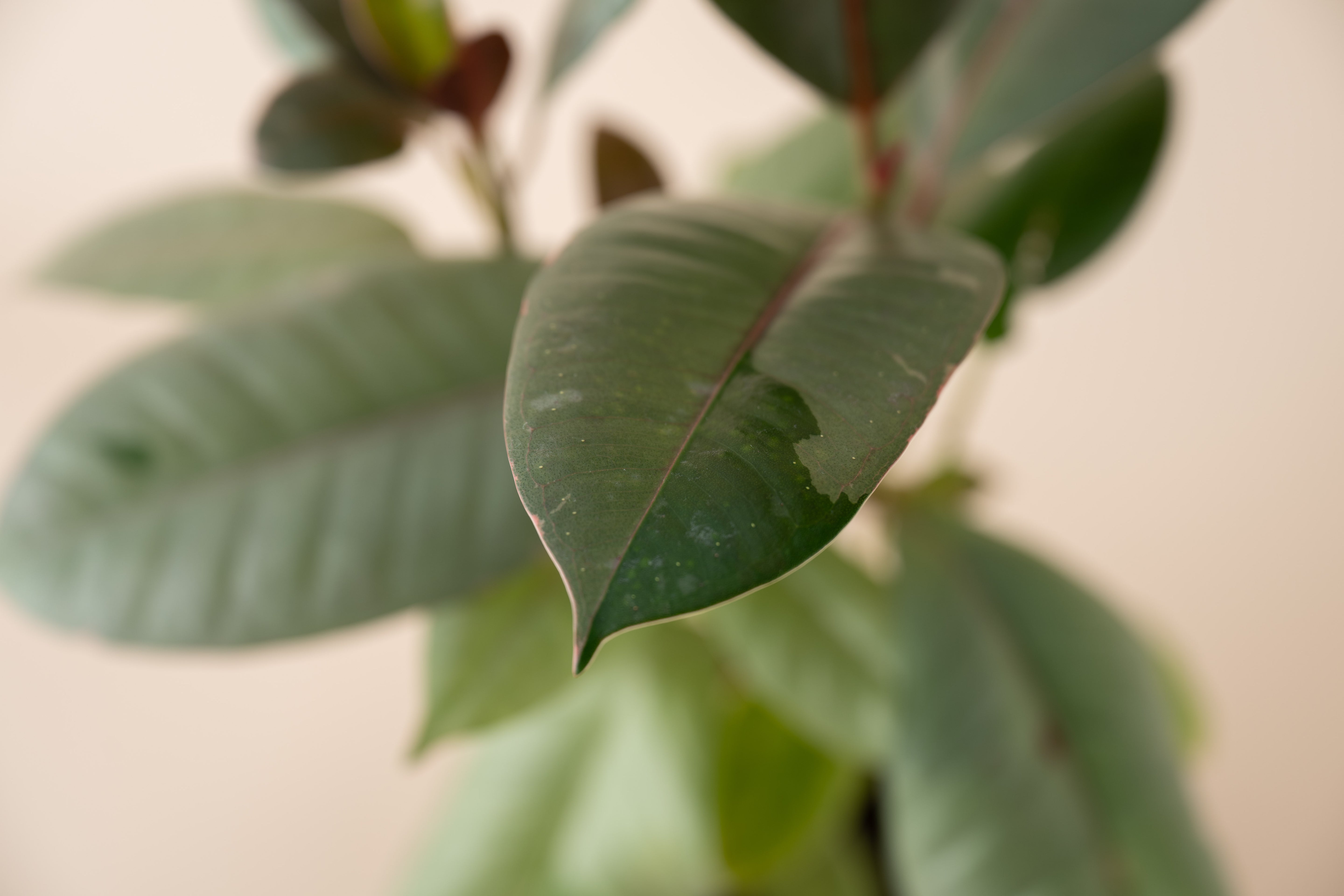 4" Ficus Ruby