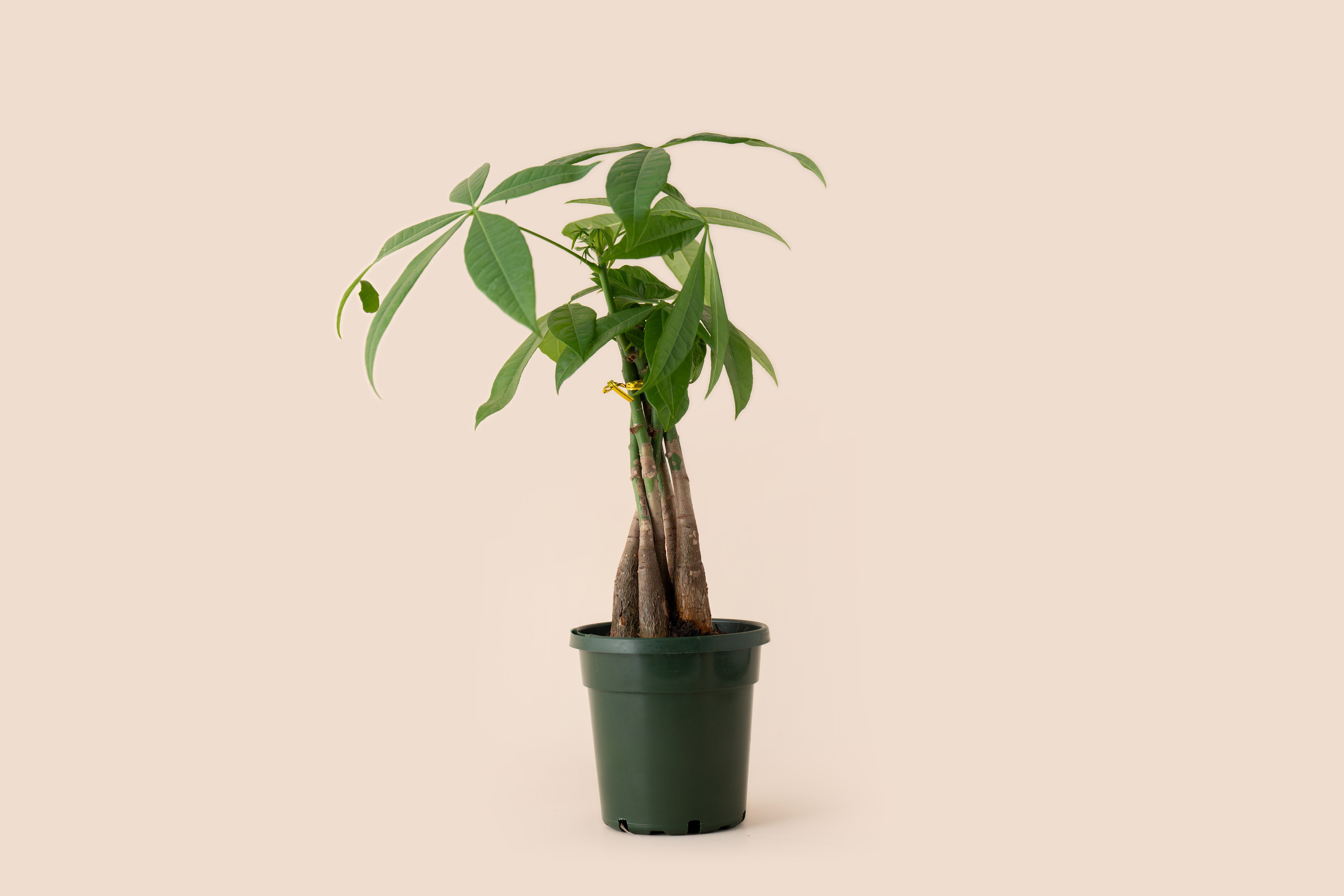 4" Braided Money Tree