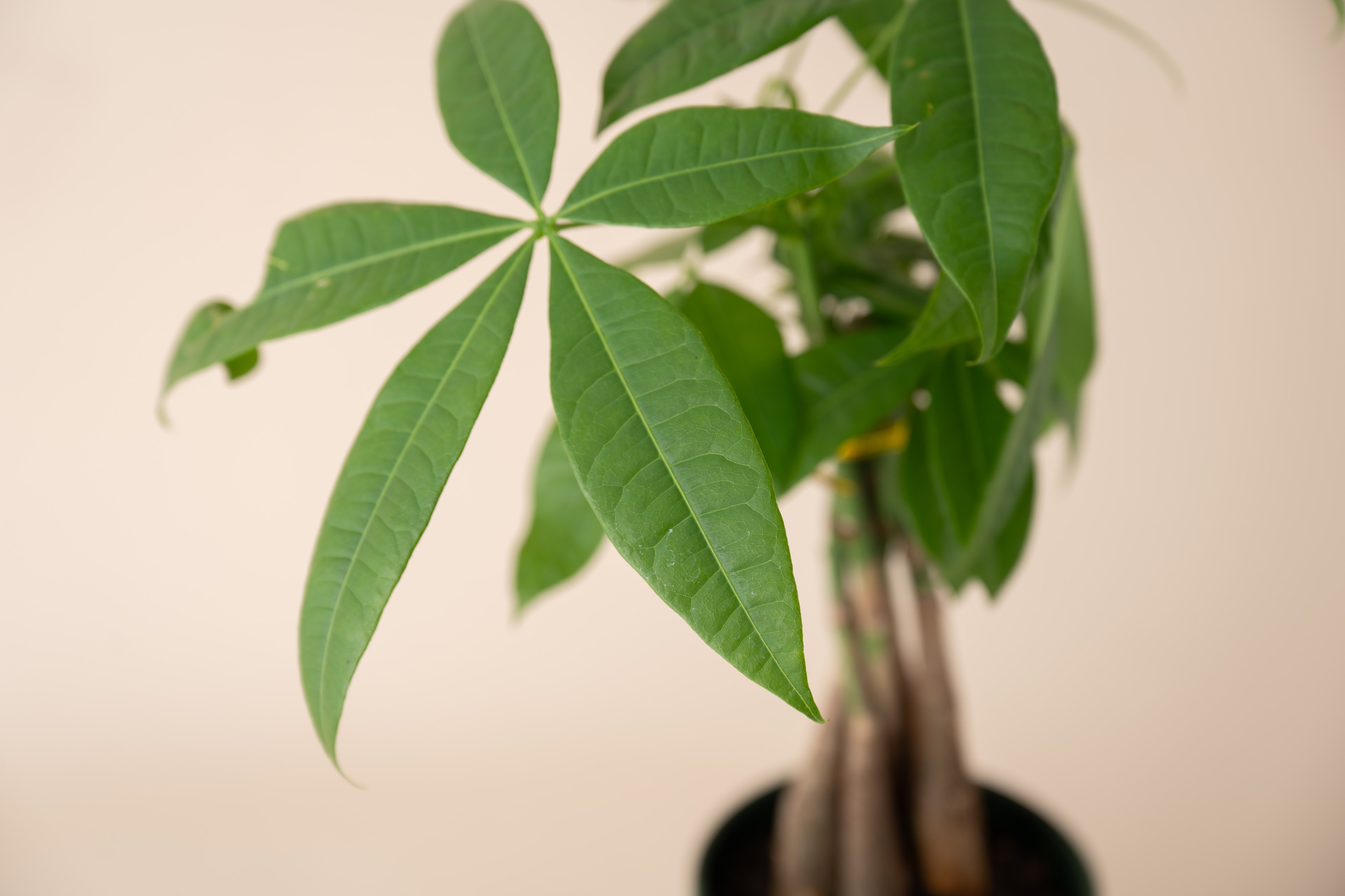 4" Braided Money Tree
