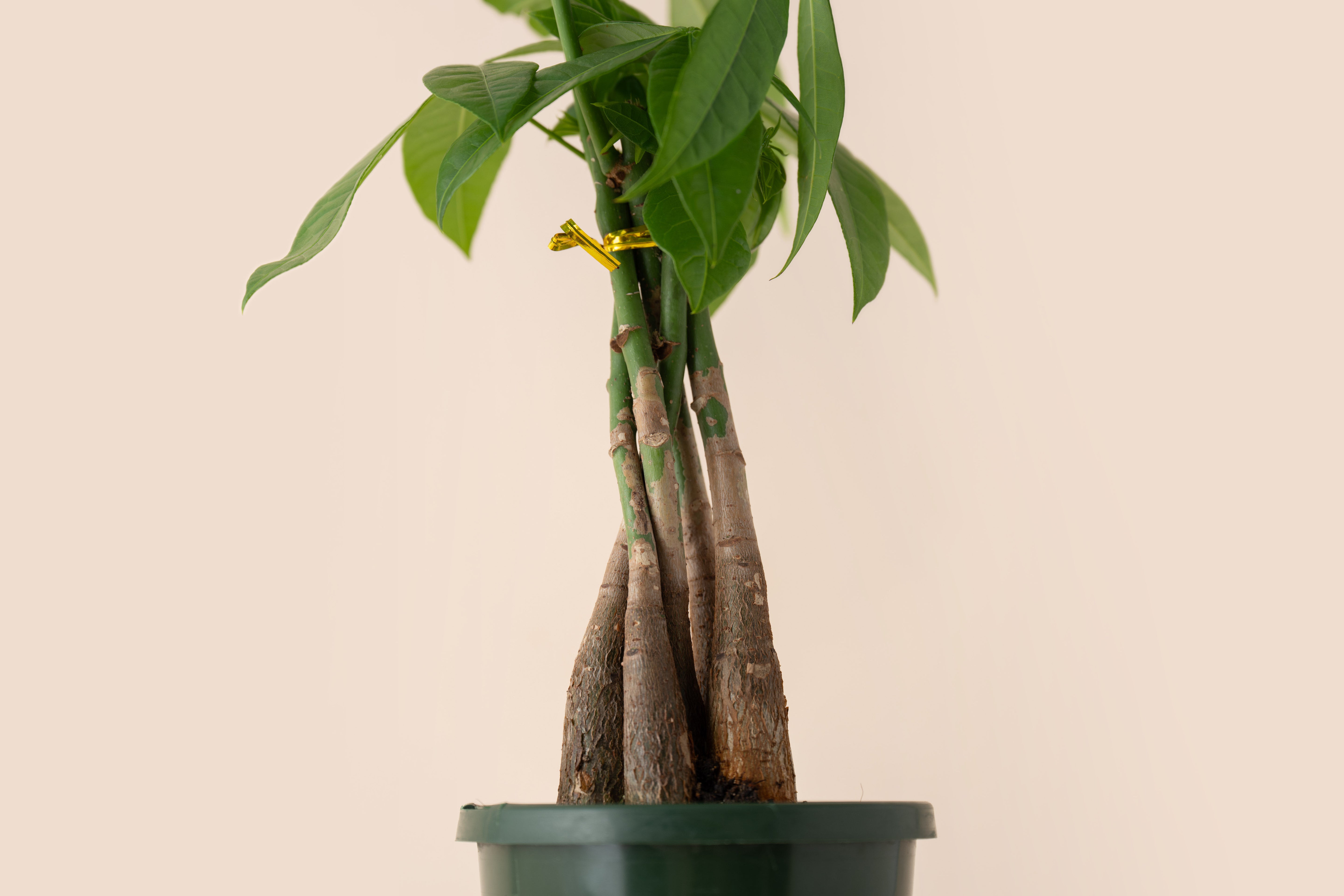 4" Braided Money Tree