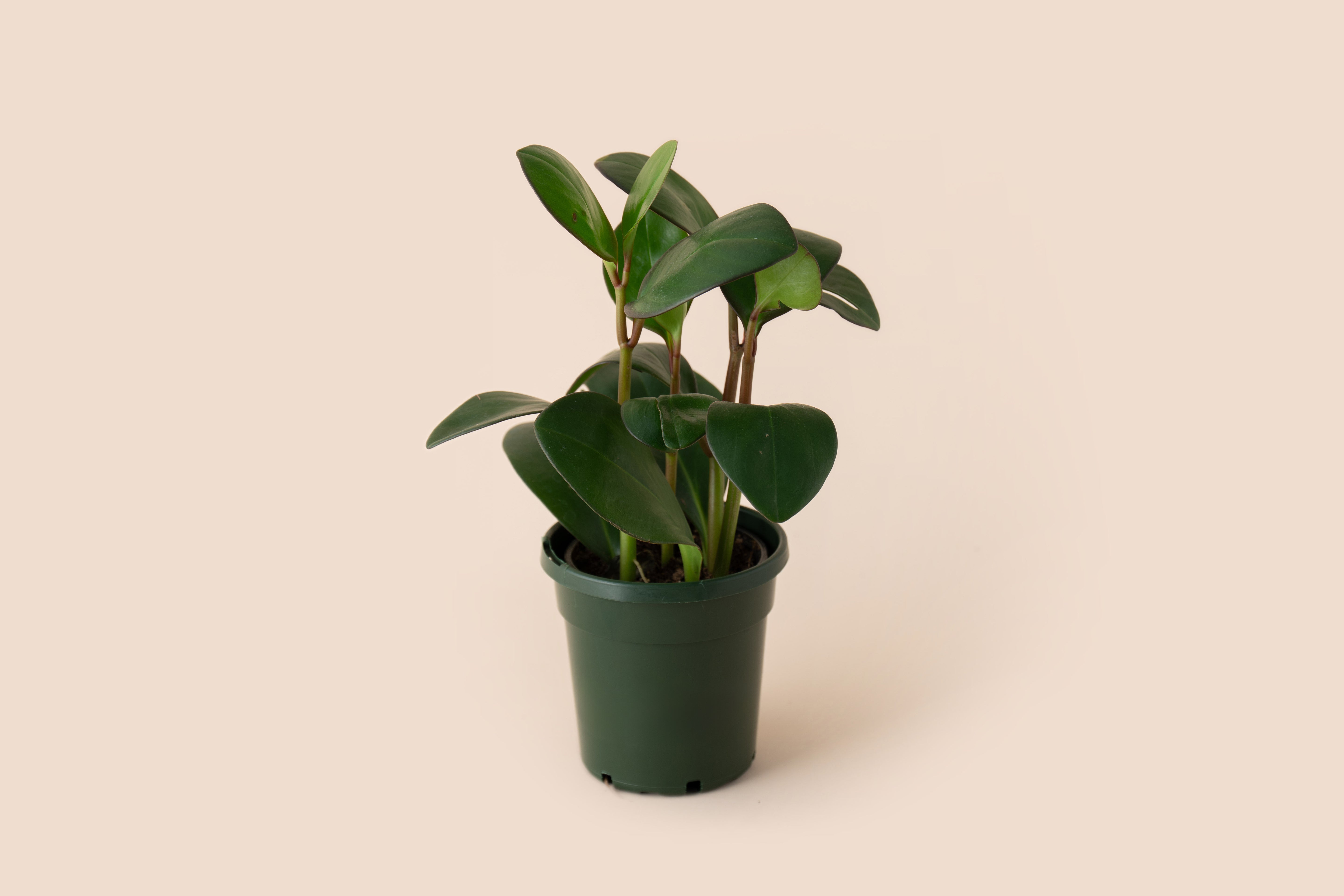 4" Peperomia Red Edge
