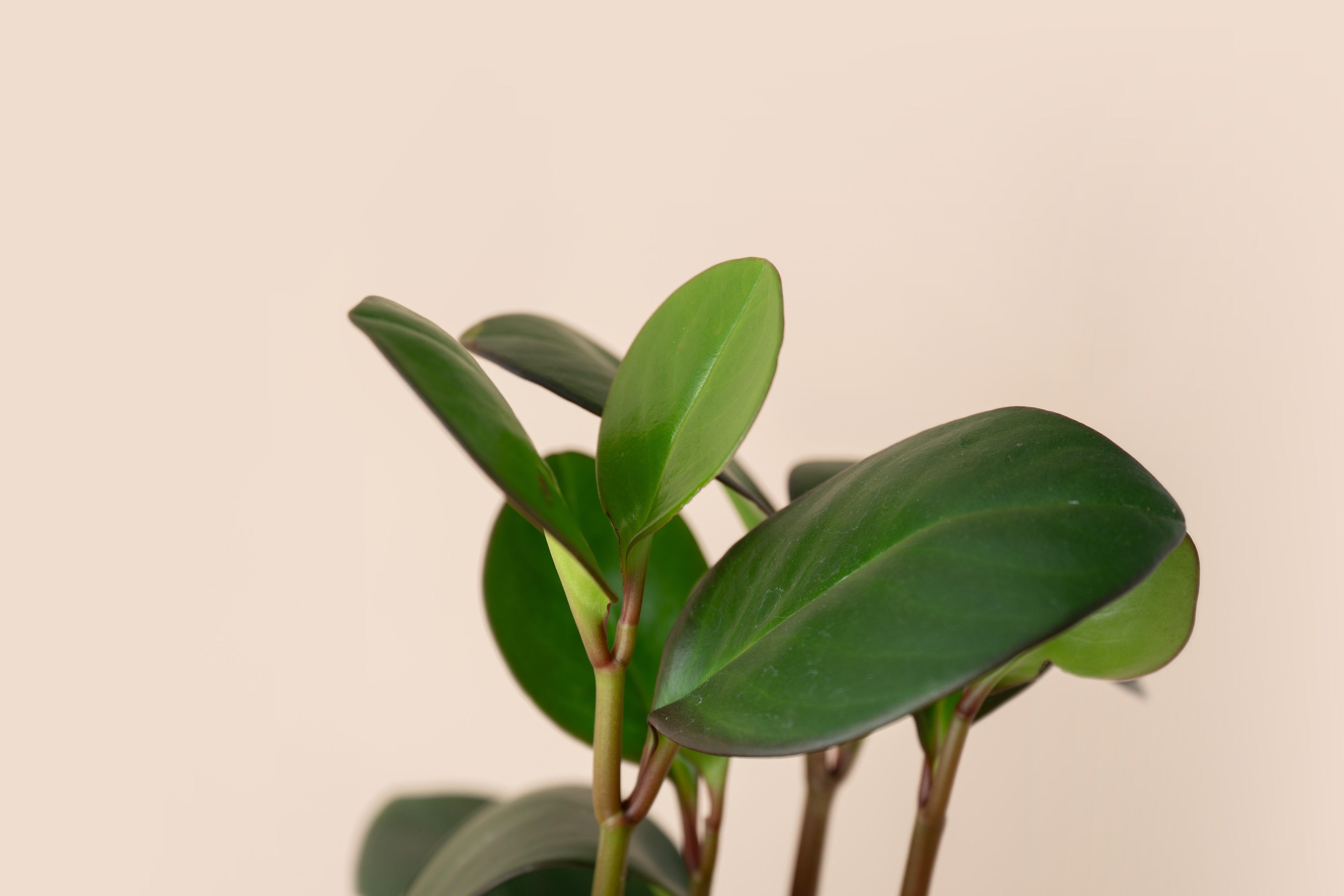 4" Peperomia Red Edge