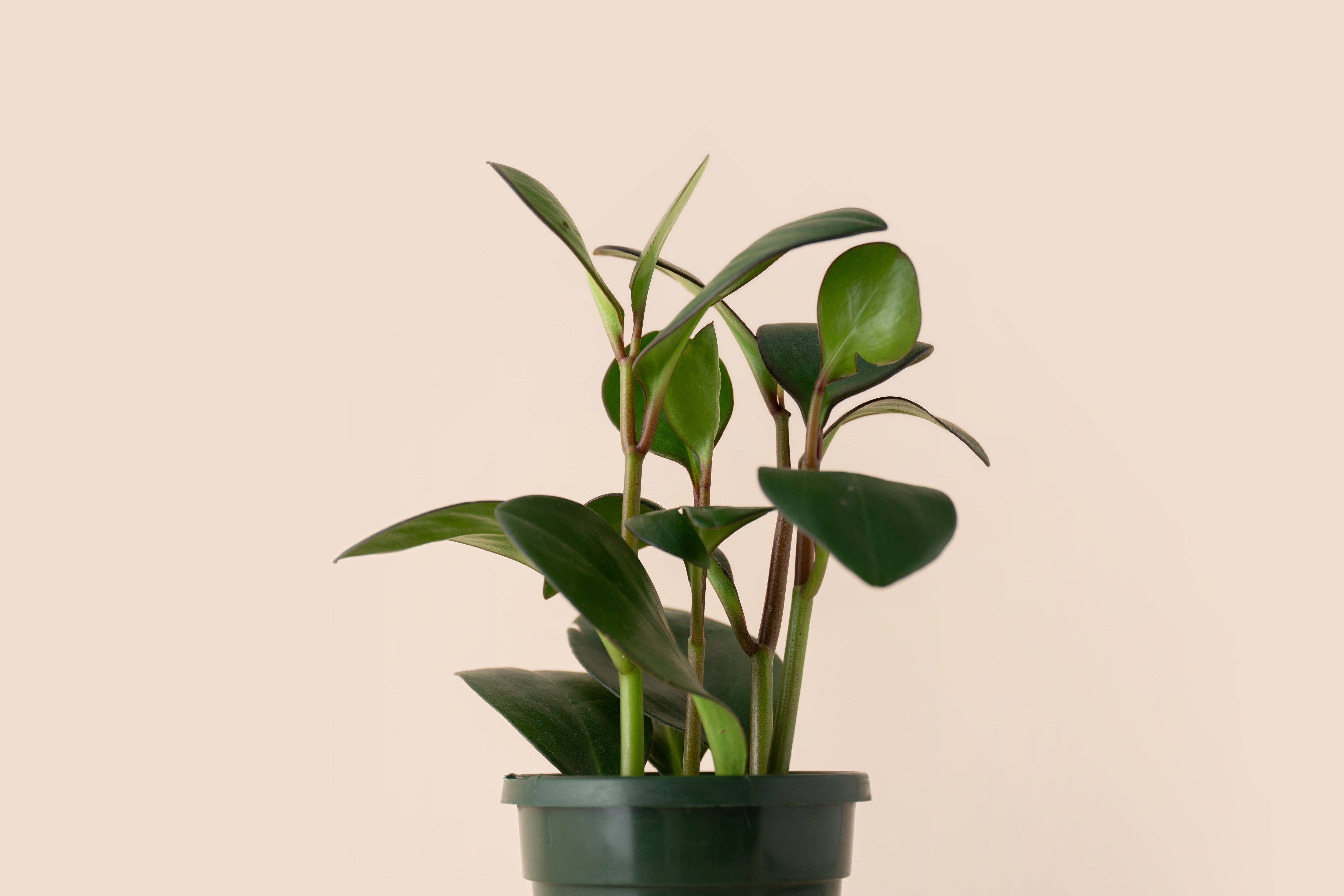 4" Peperomia Red Edge