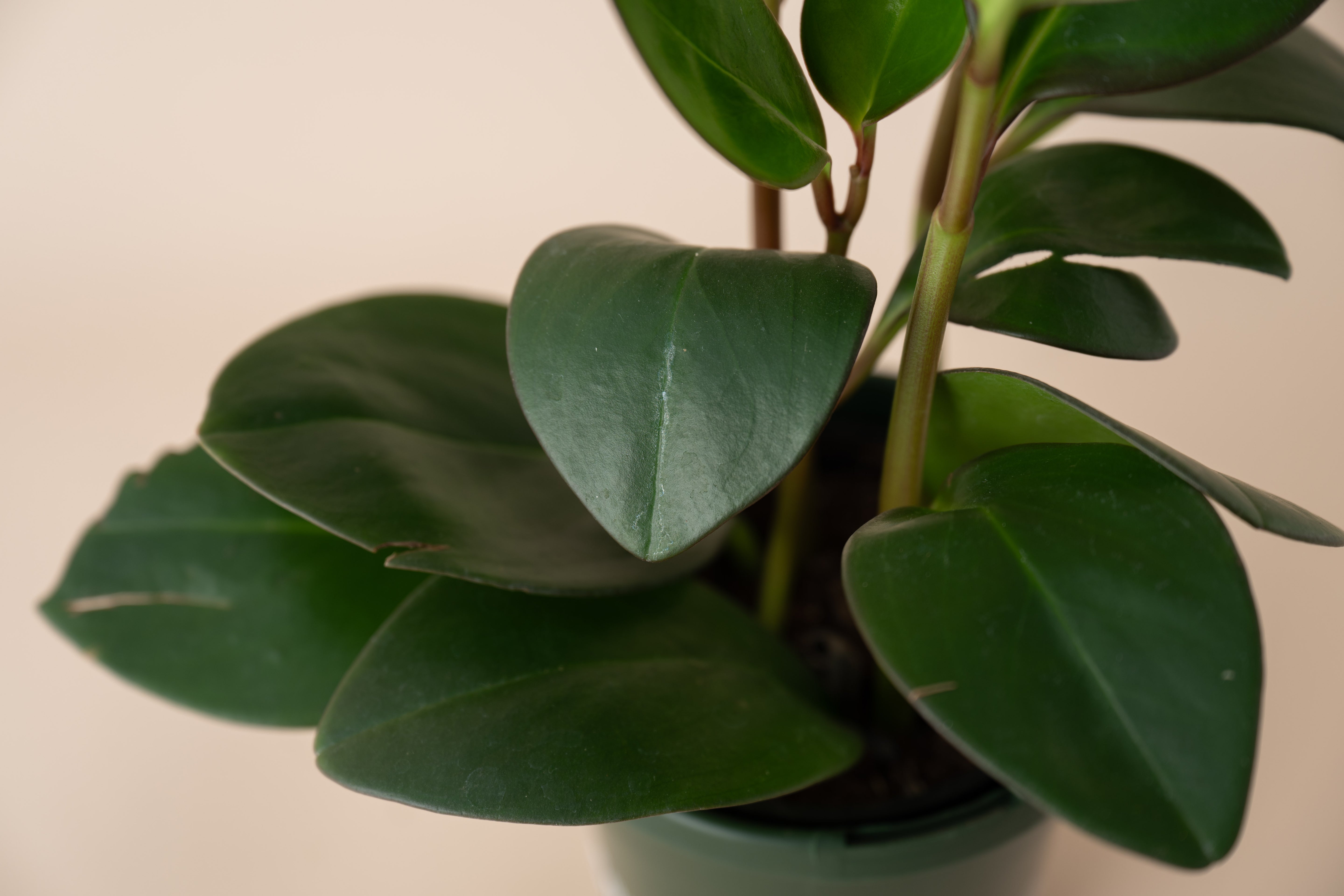 4" Peperomia Red Edge