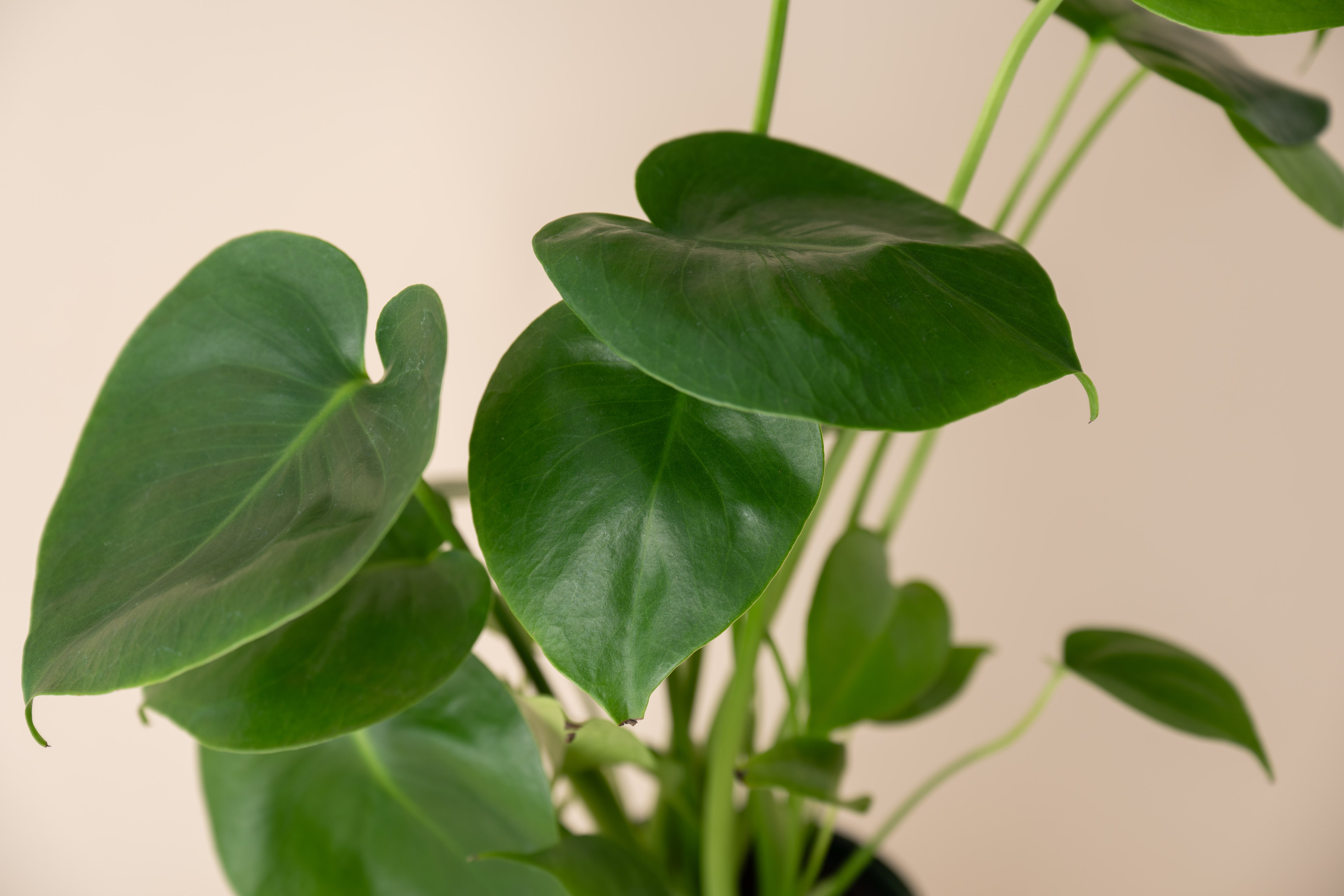 4" Monstera Deliciosa