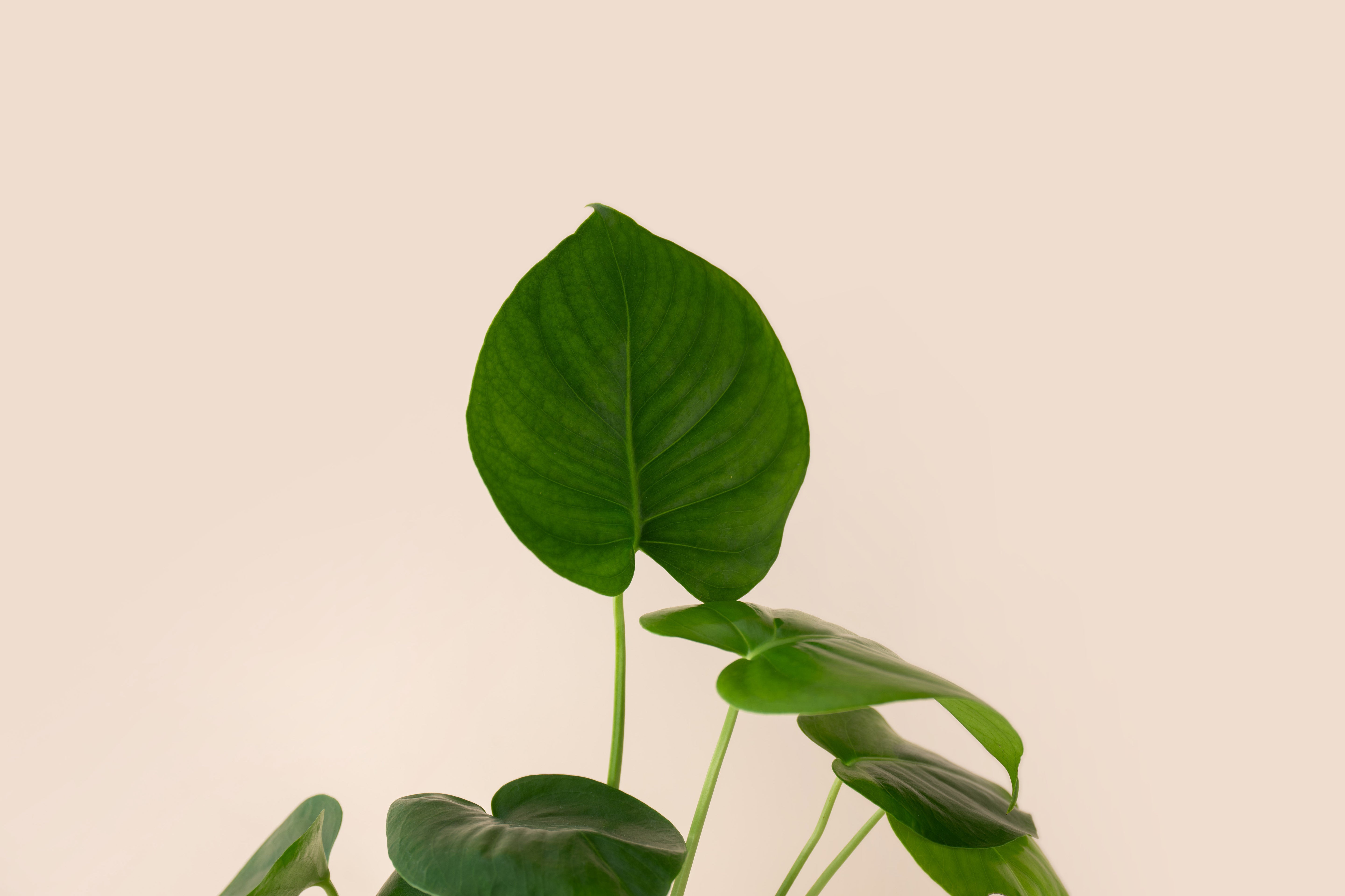4" Monstera Deliciosa