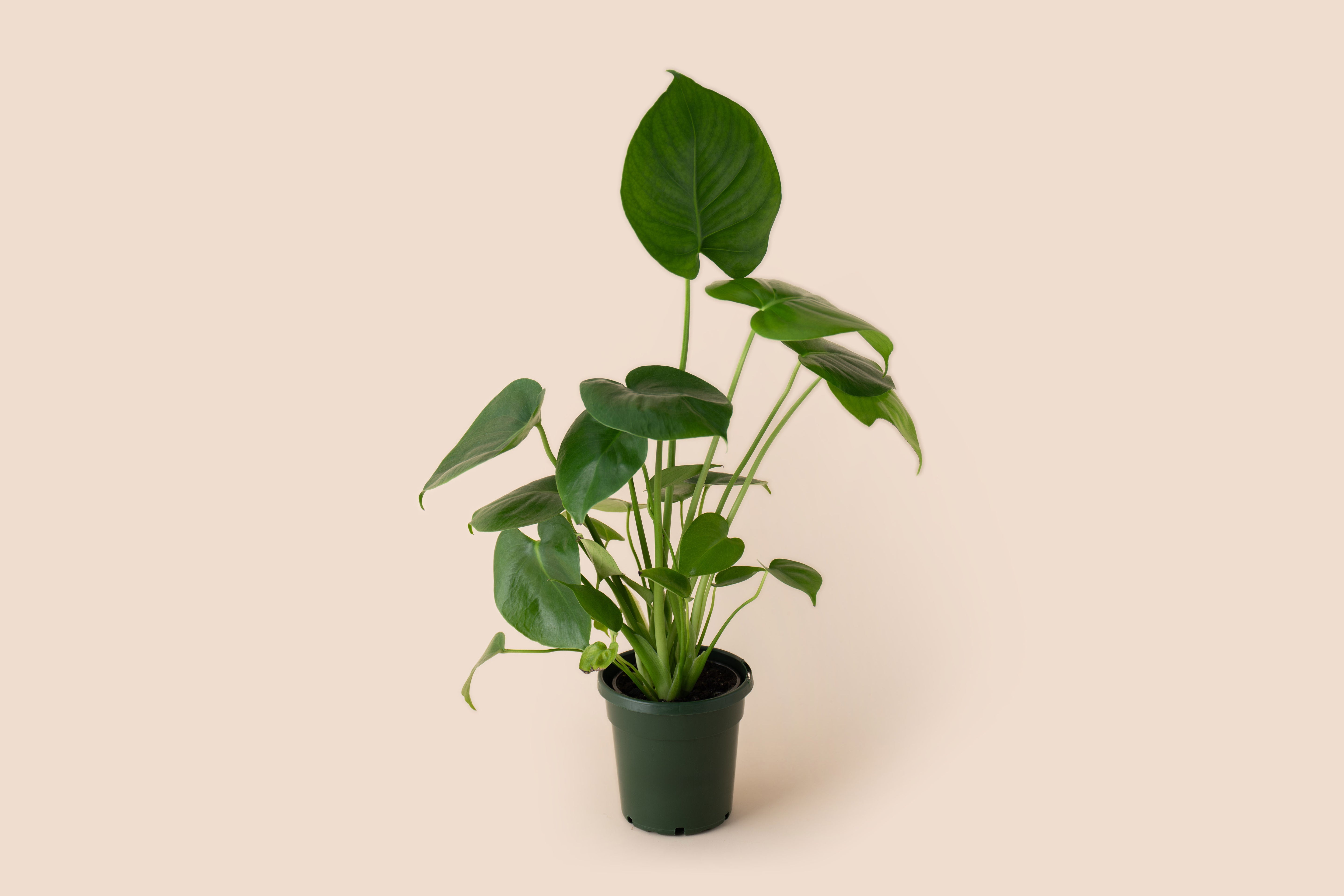 4" Monstera Deliciosa