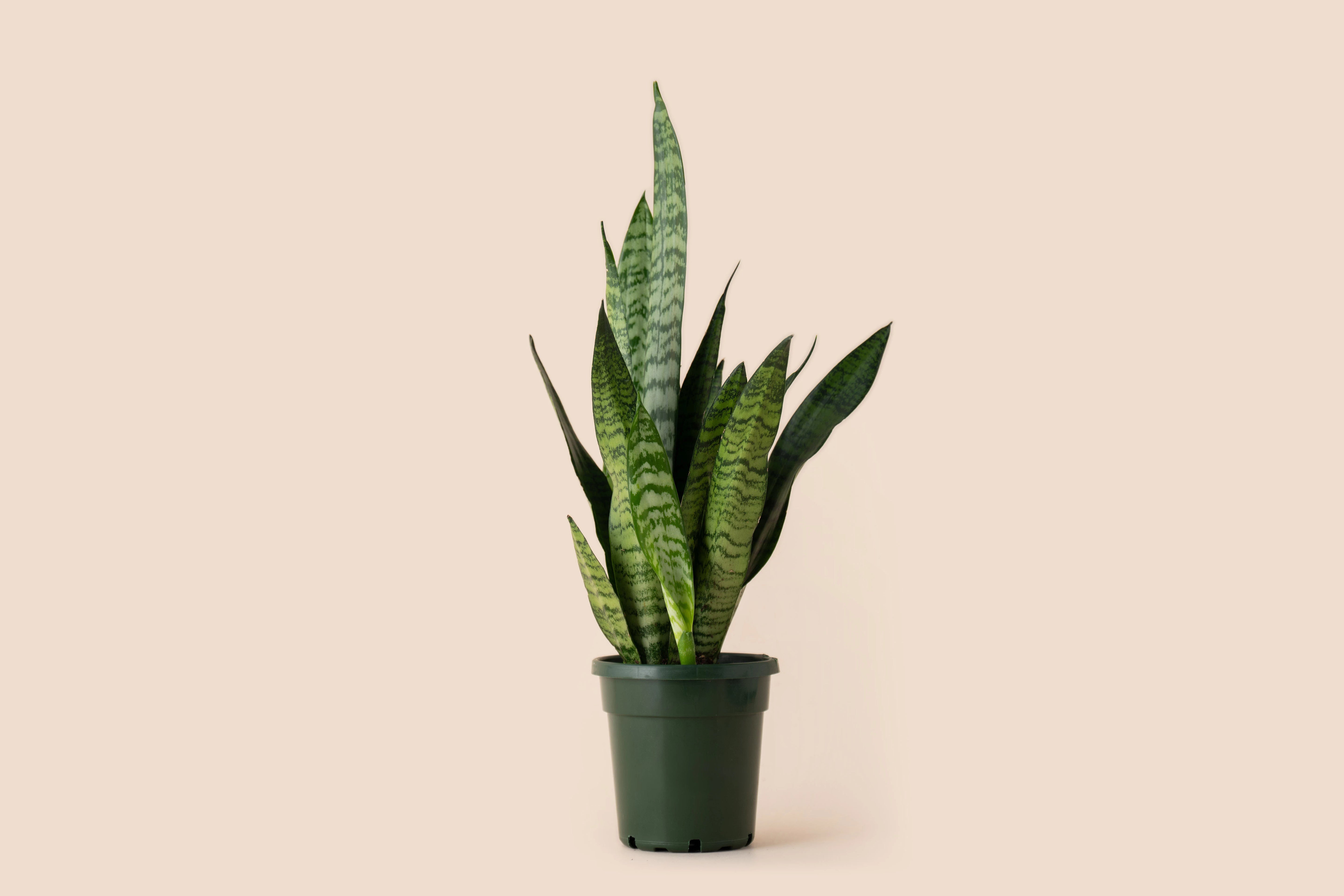 4" Snake Plant Coral