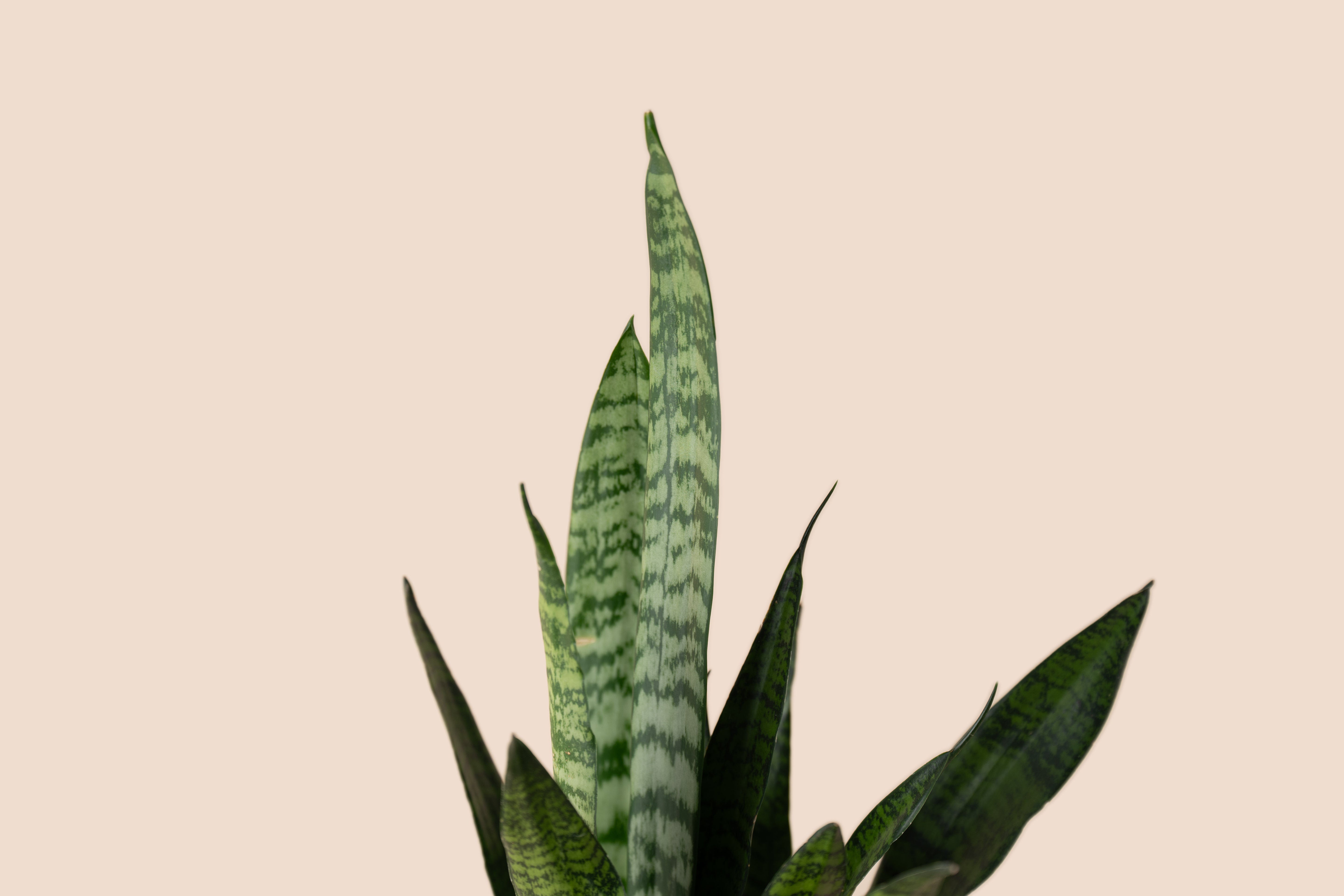4" Snake Plant Coral