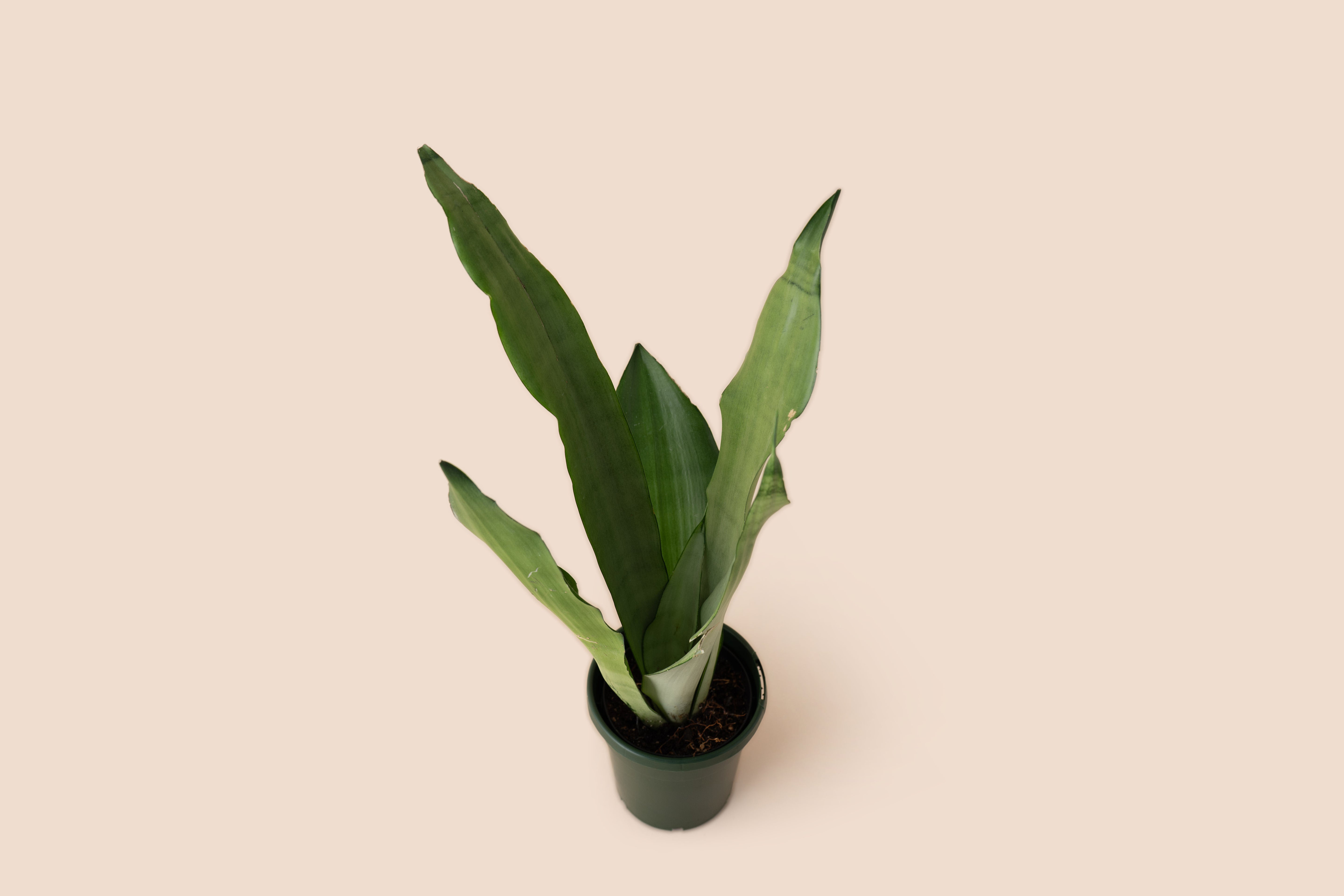 4" Snake Plant Moonshine