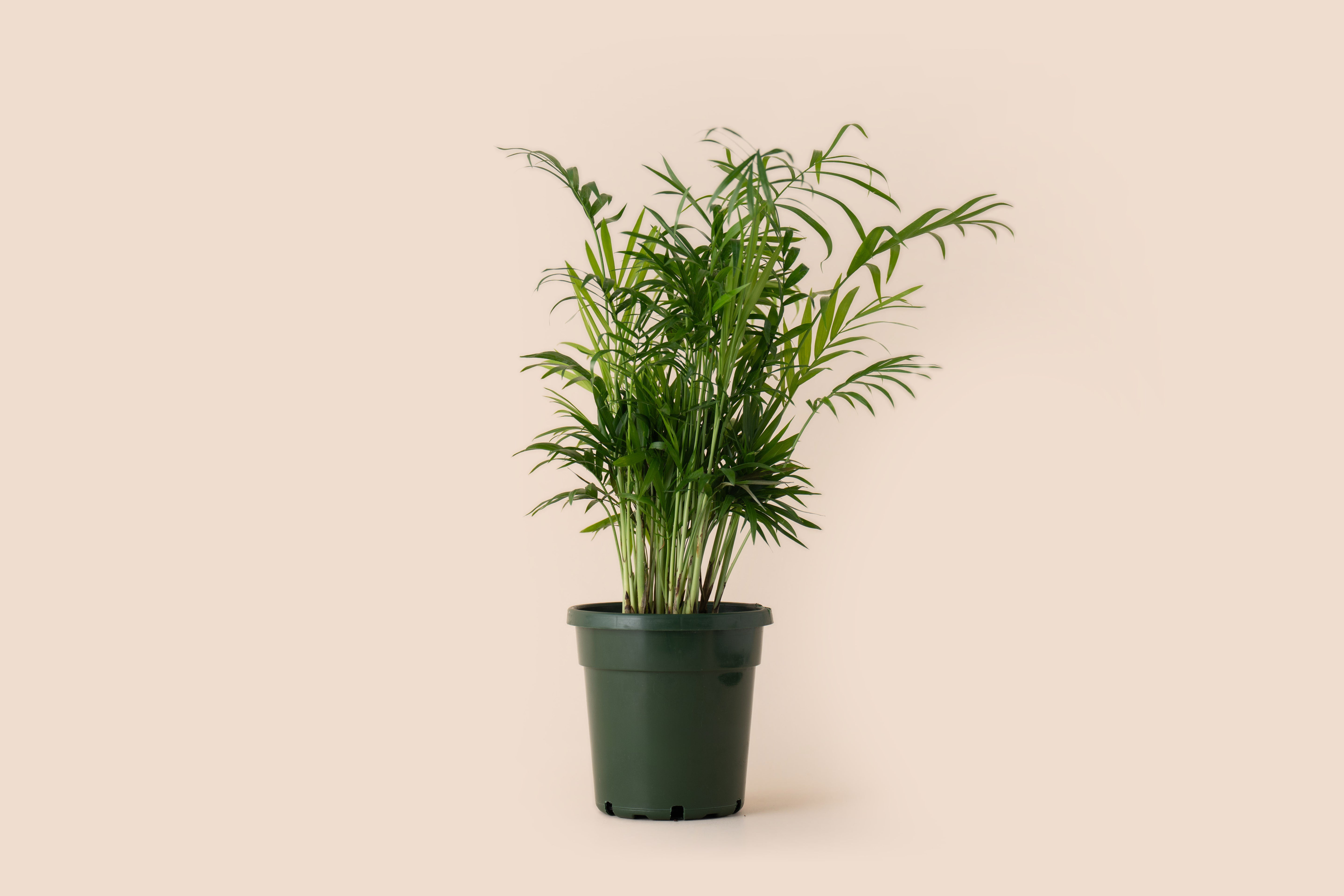 4" Neanthe Bella Palm