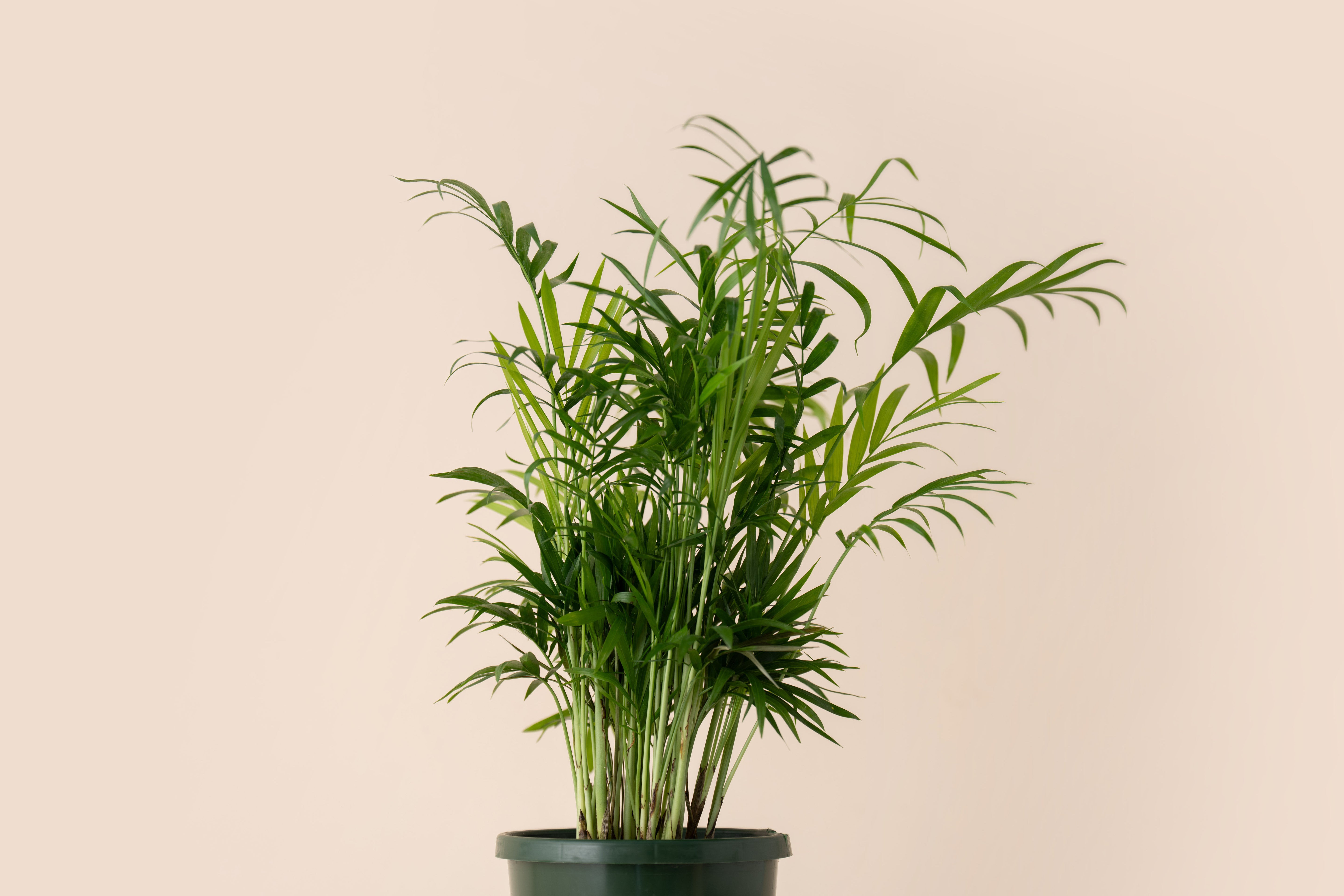 4" Neanthe Bella Palm