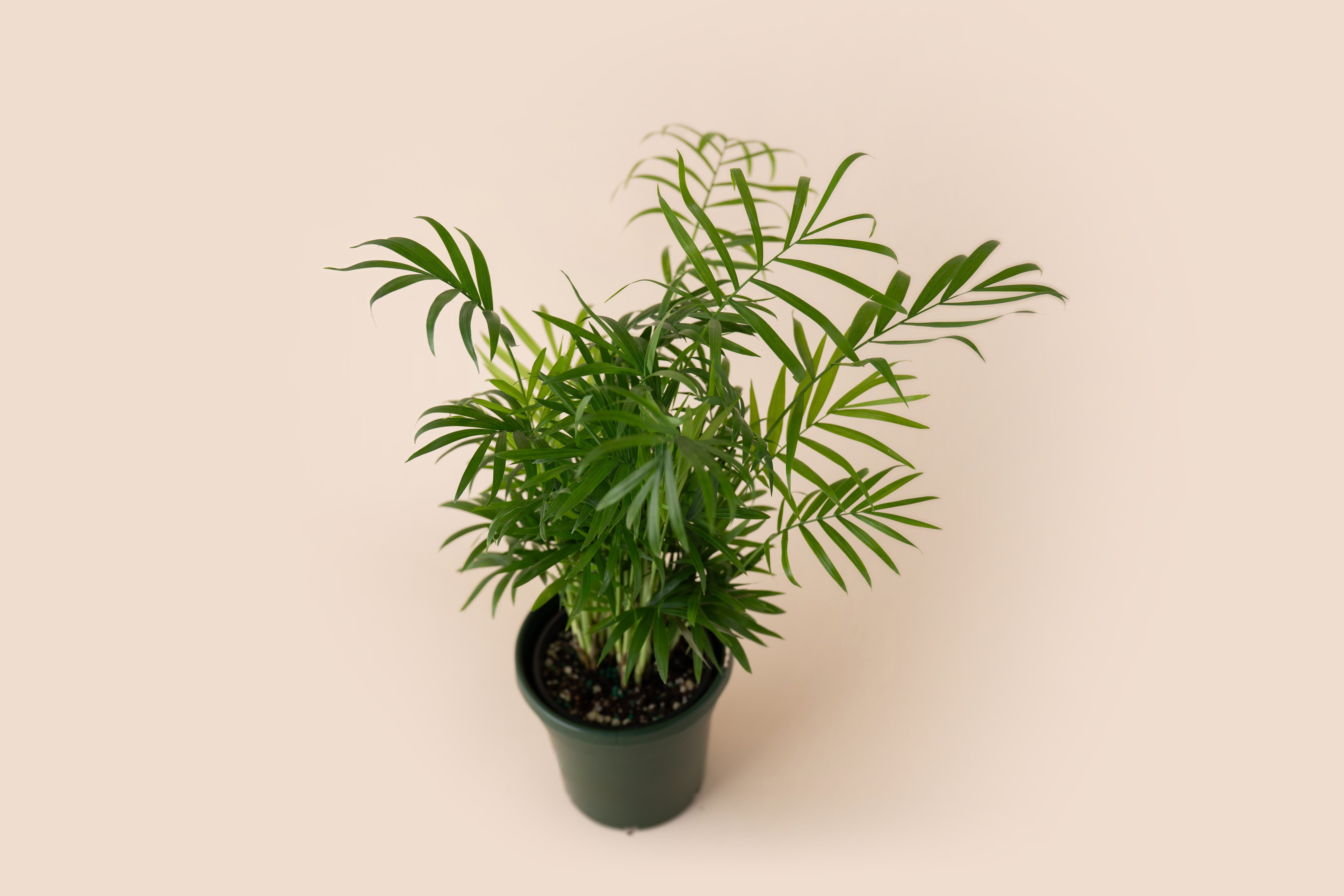 4" Neanthe Bella Palm