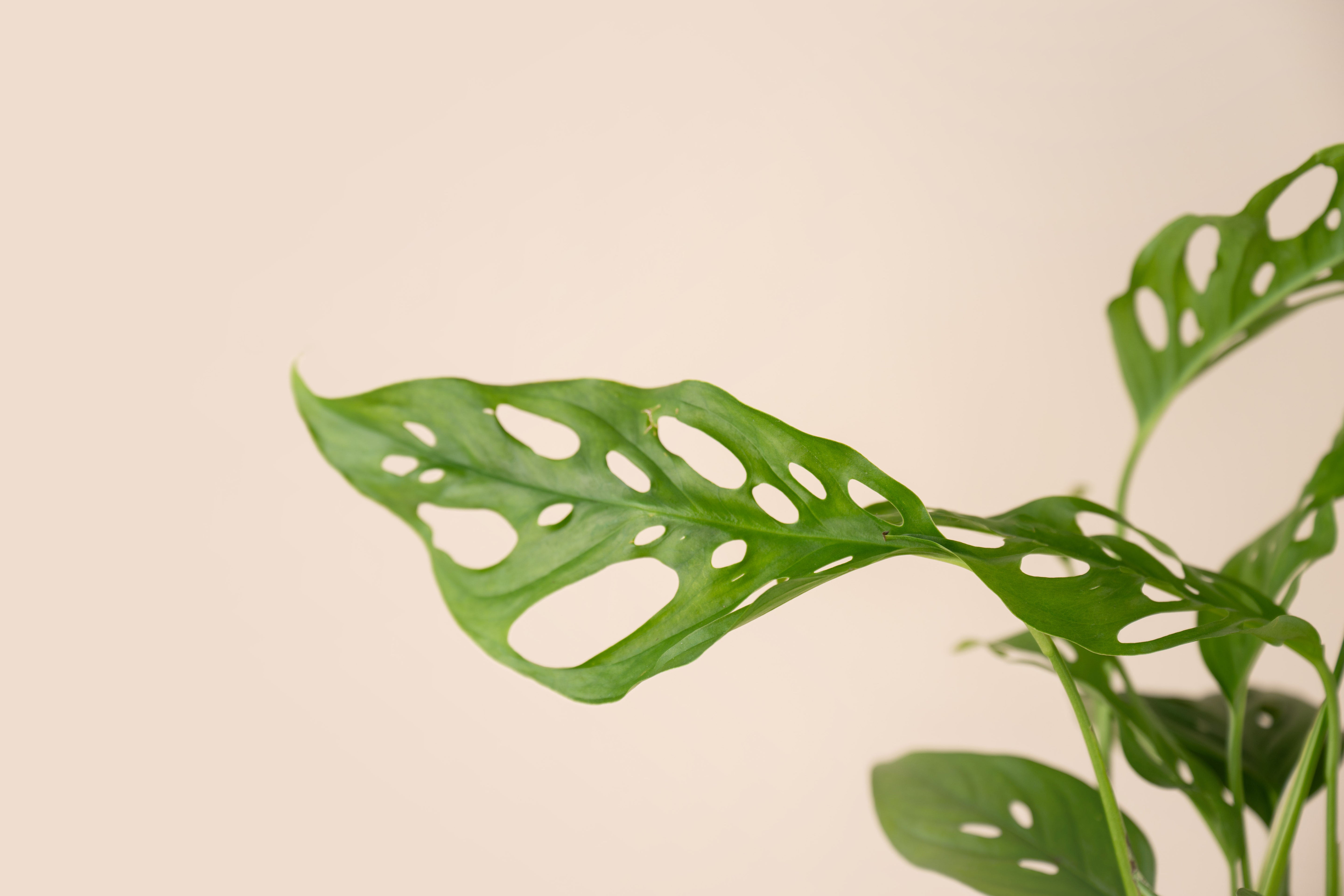 4" Swiss Cheese Monstera