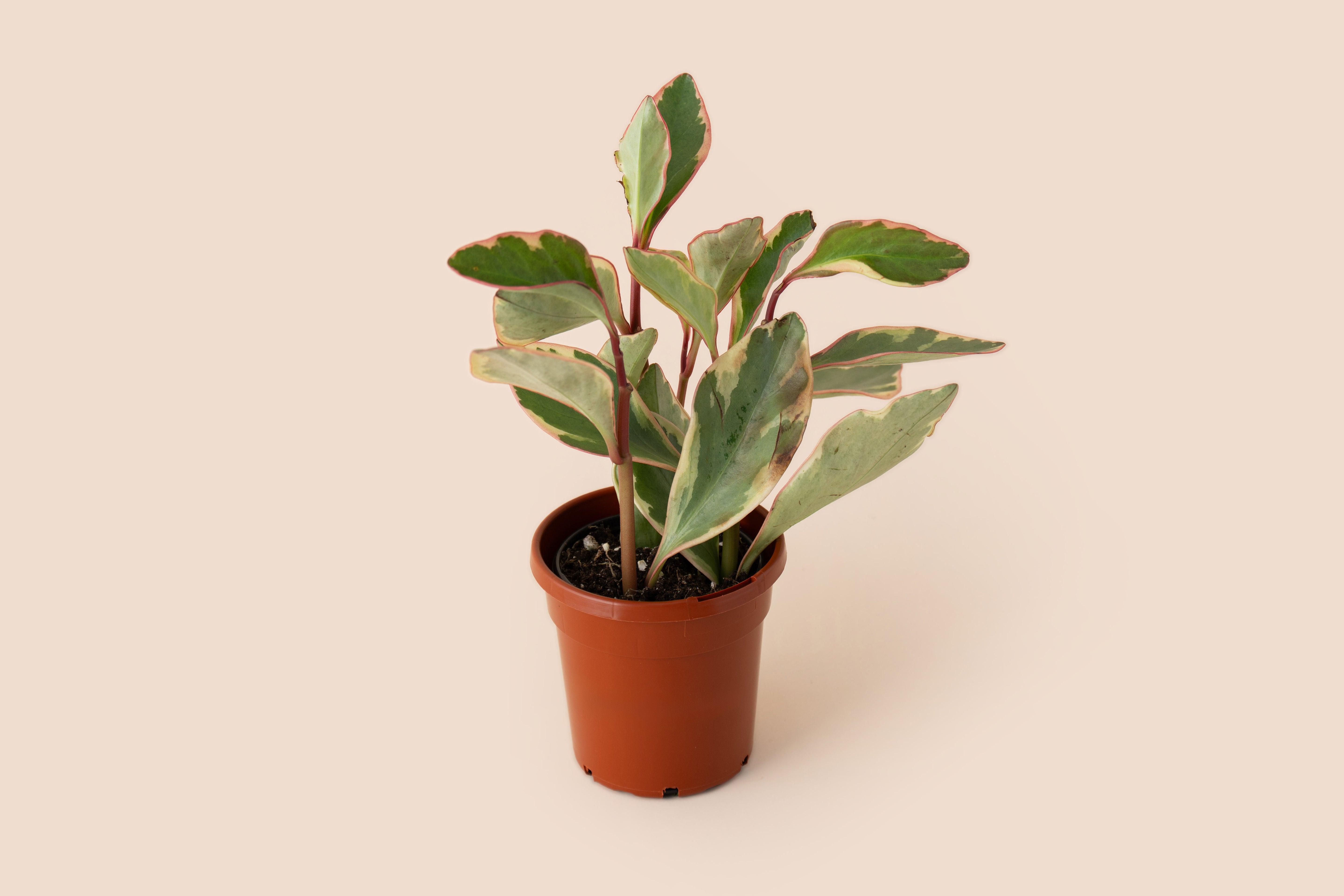 4" Peperomia Rainbow