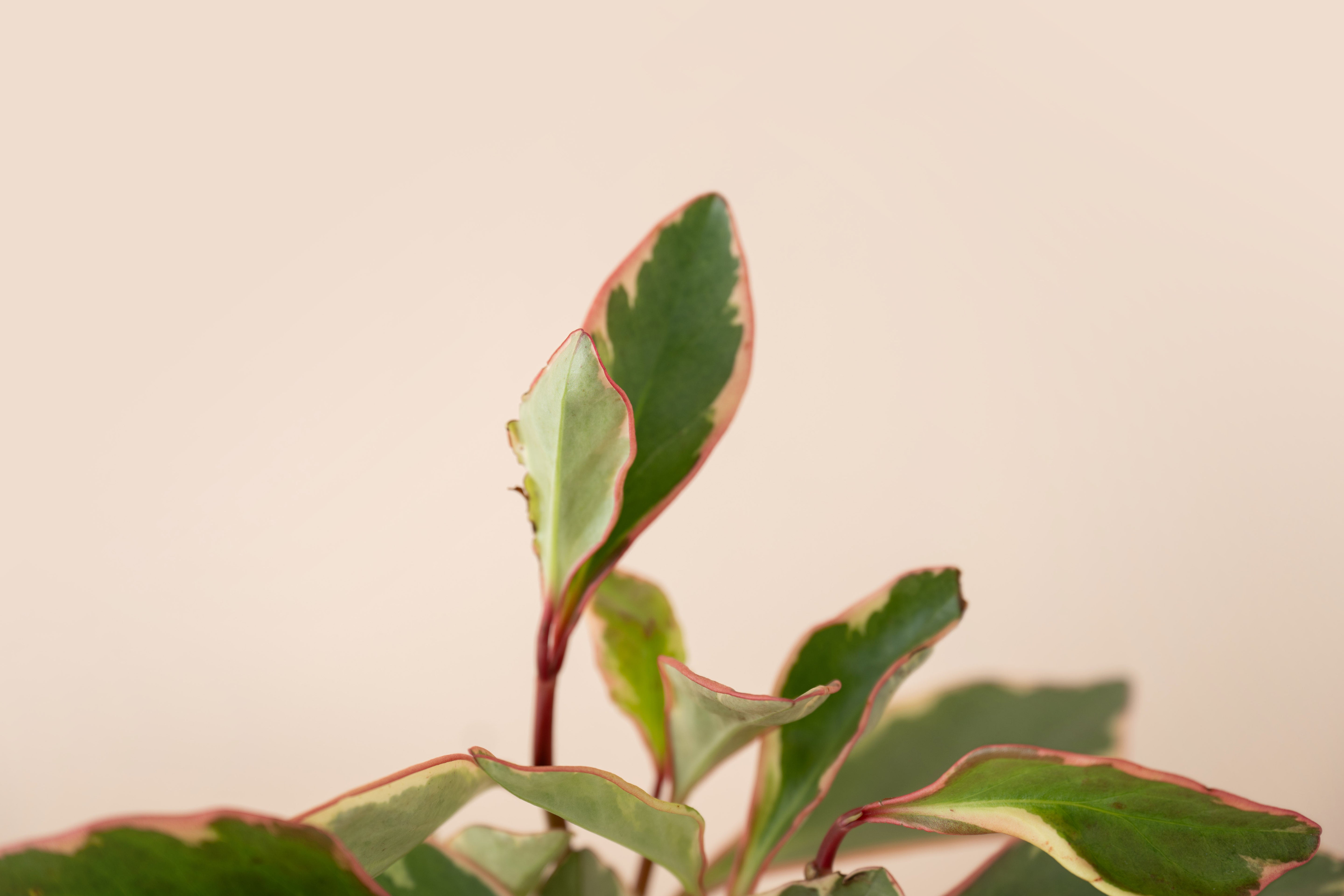 4" Peperomia Rainbow