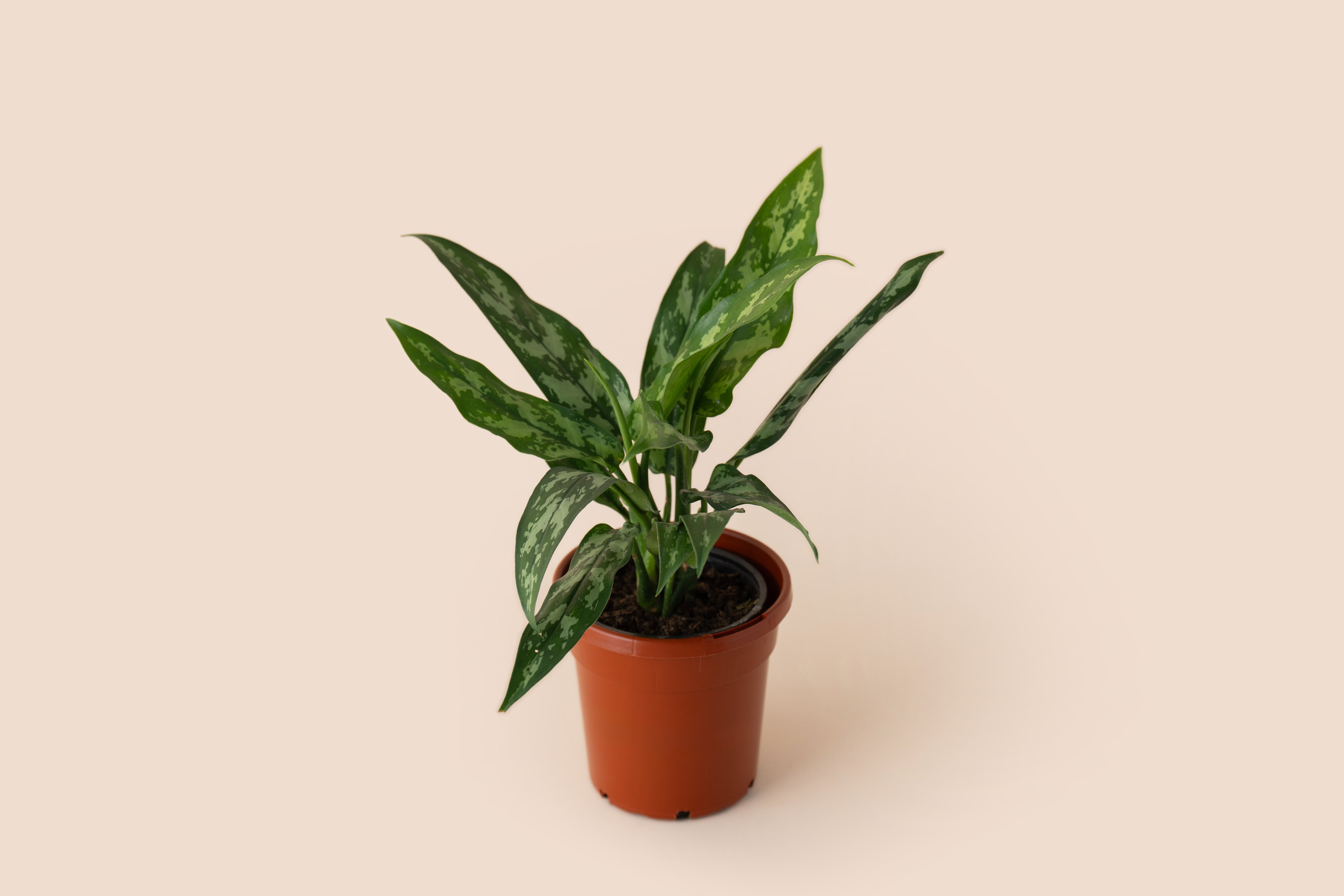 4" Aglaonema Maria