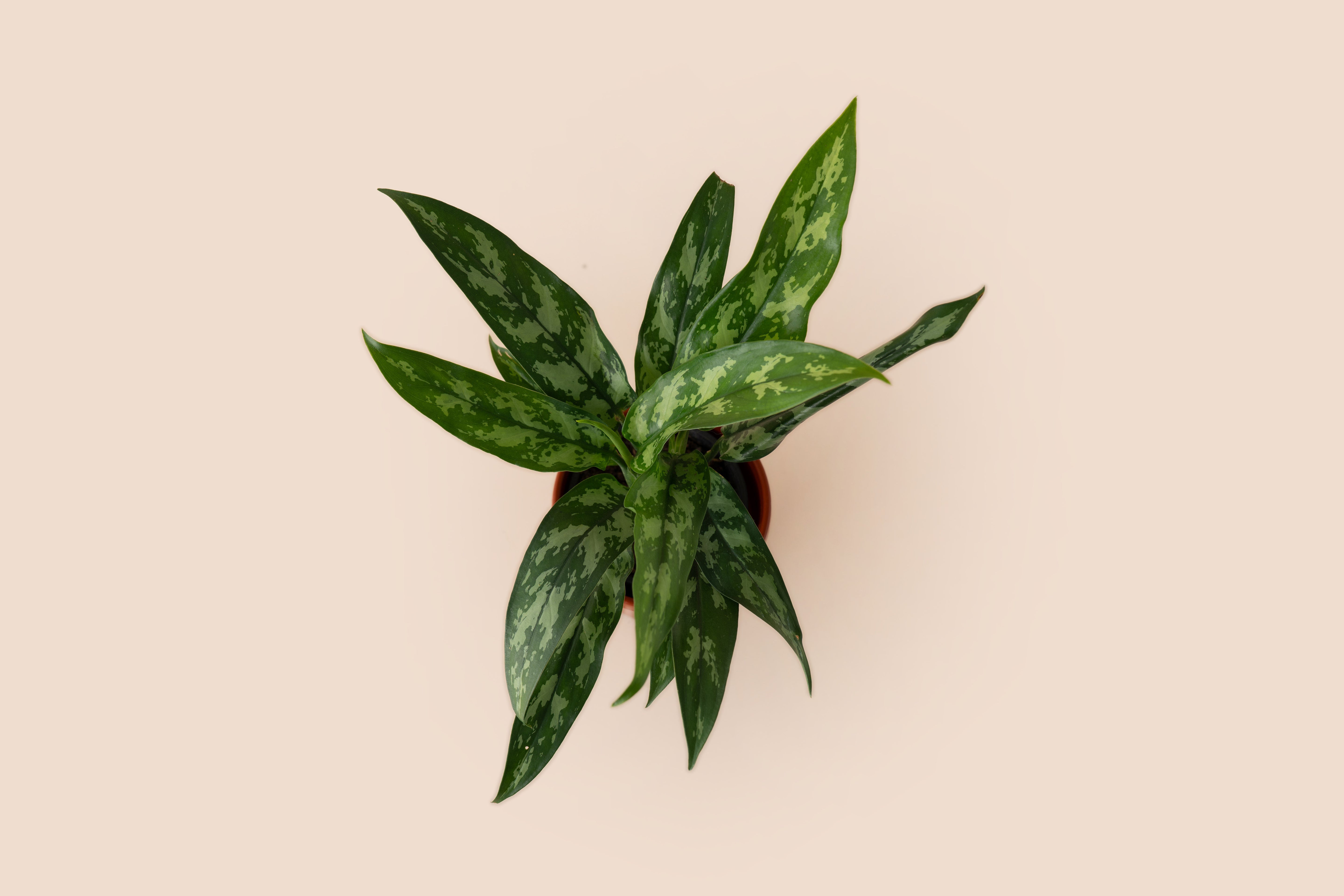 4" Aglaonema Maria