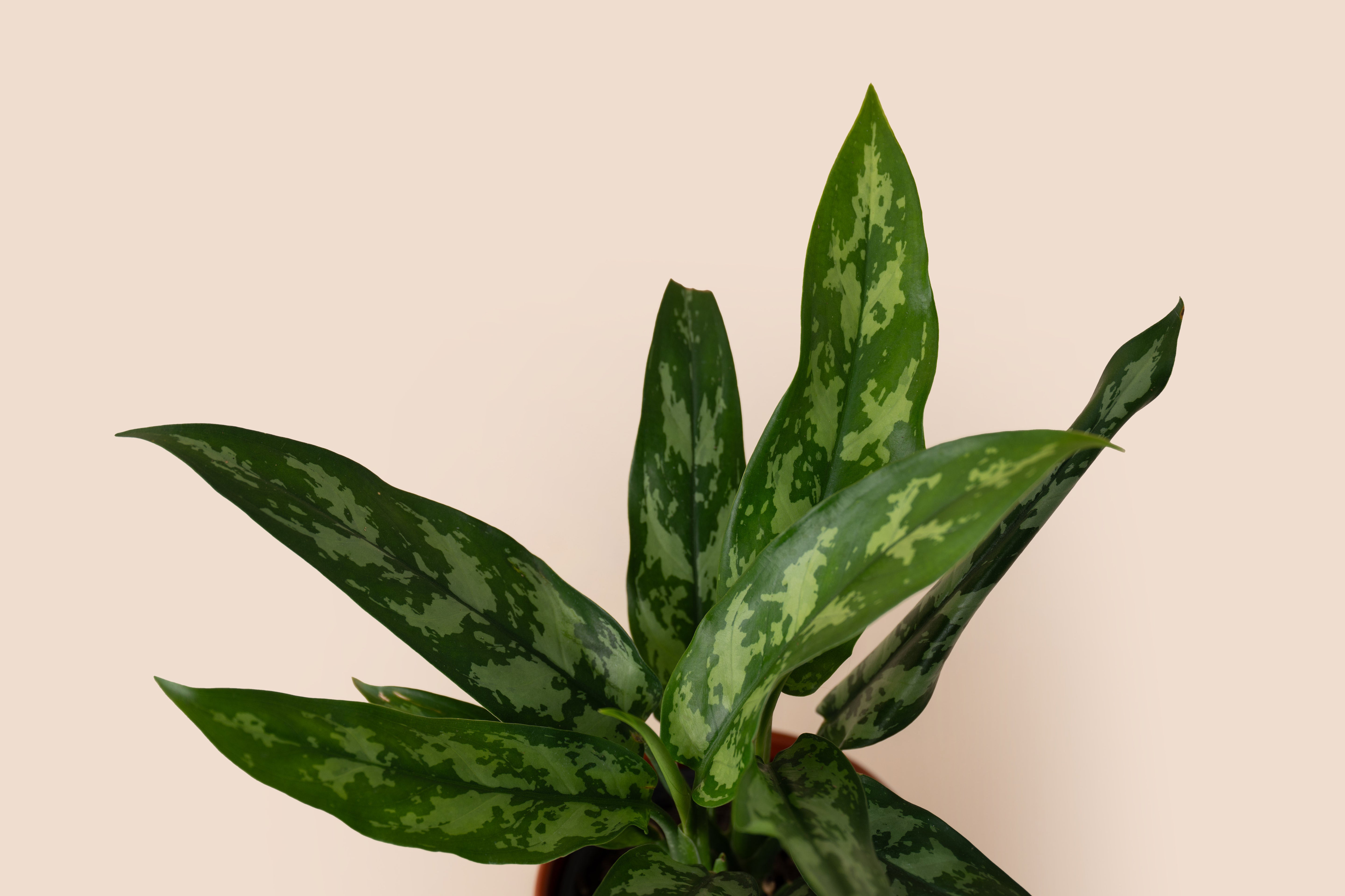 4" Aglaonema Maria