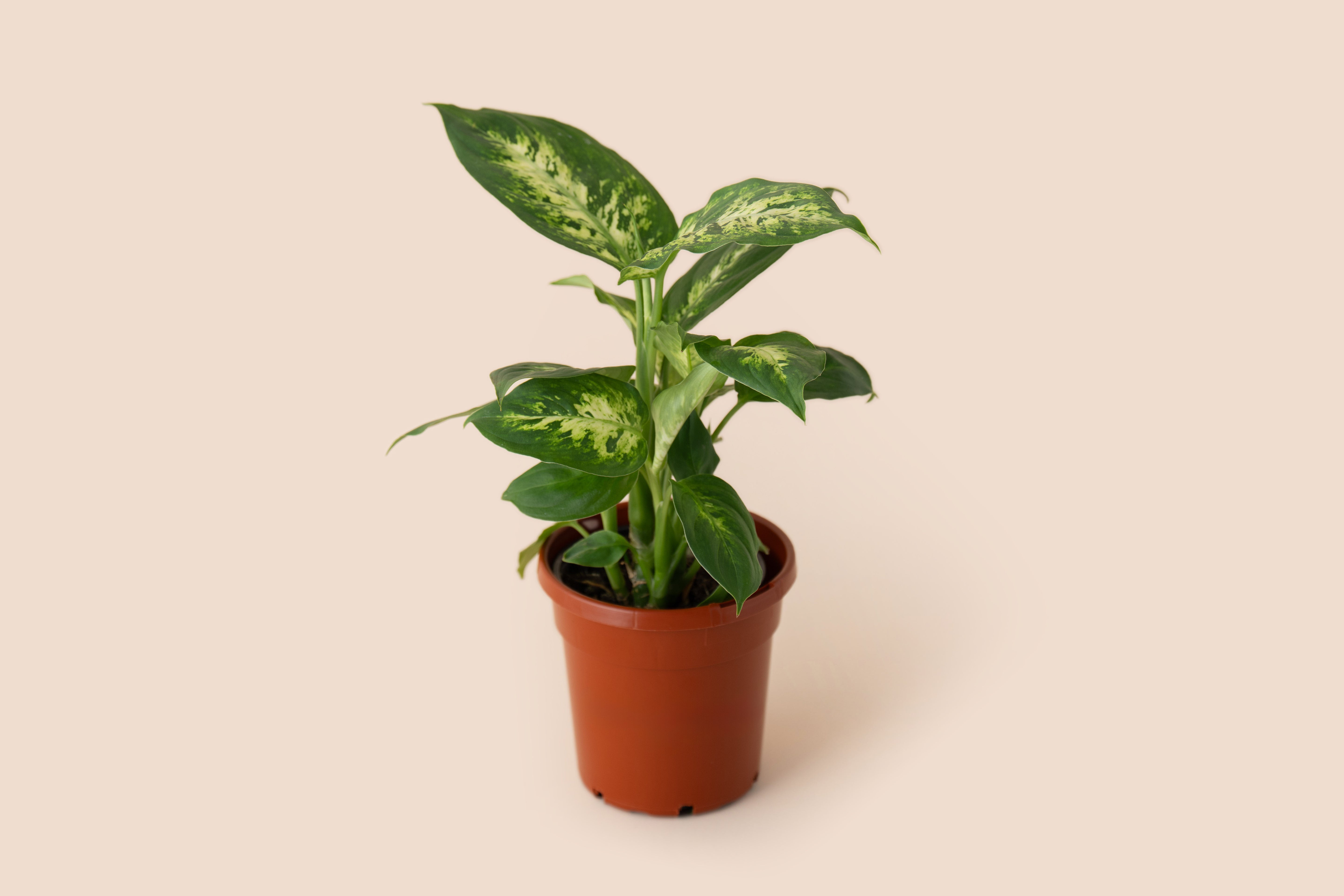 4" Dieffenbachia Amy