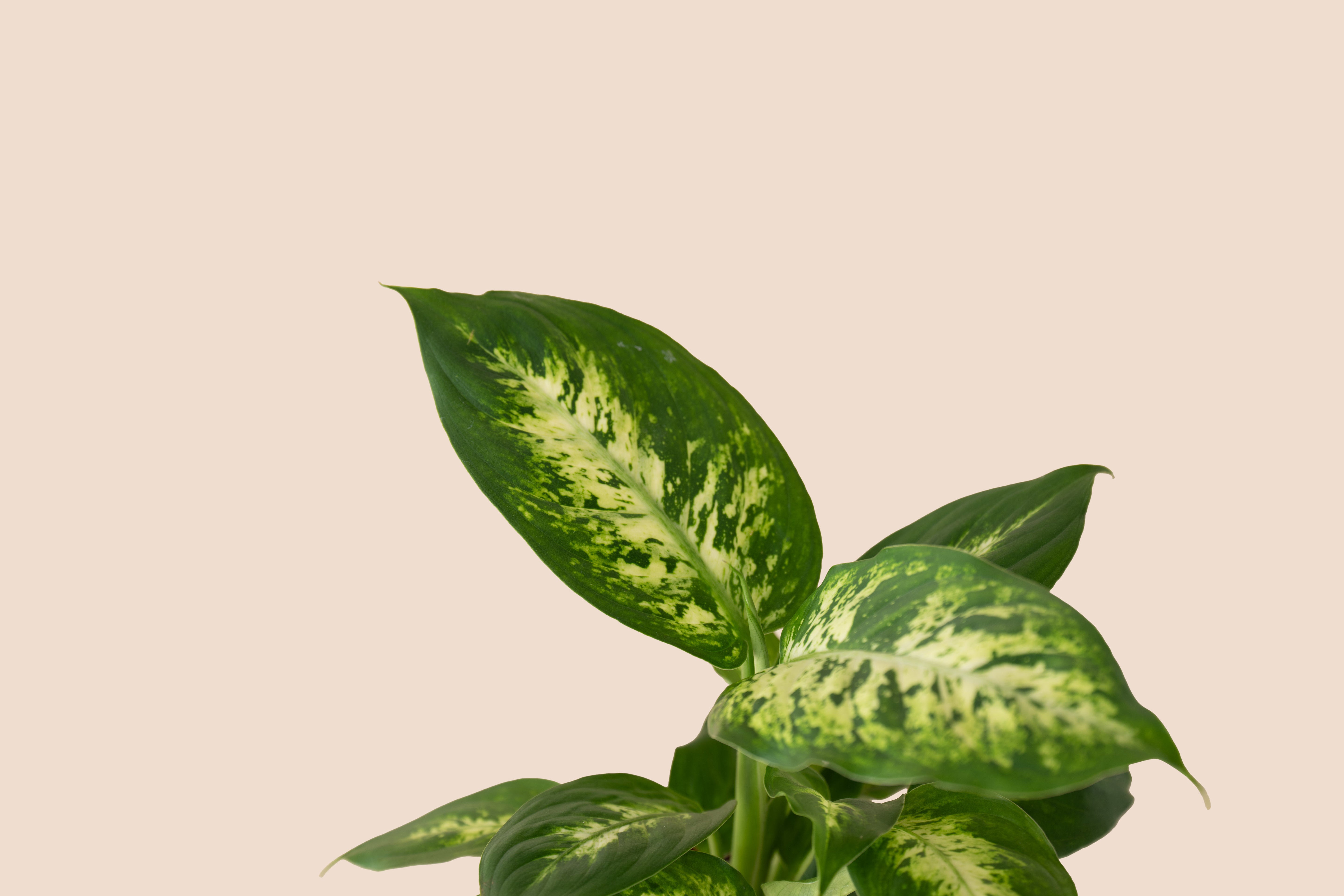 4" Dieffenbachia Amy