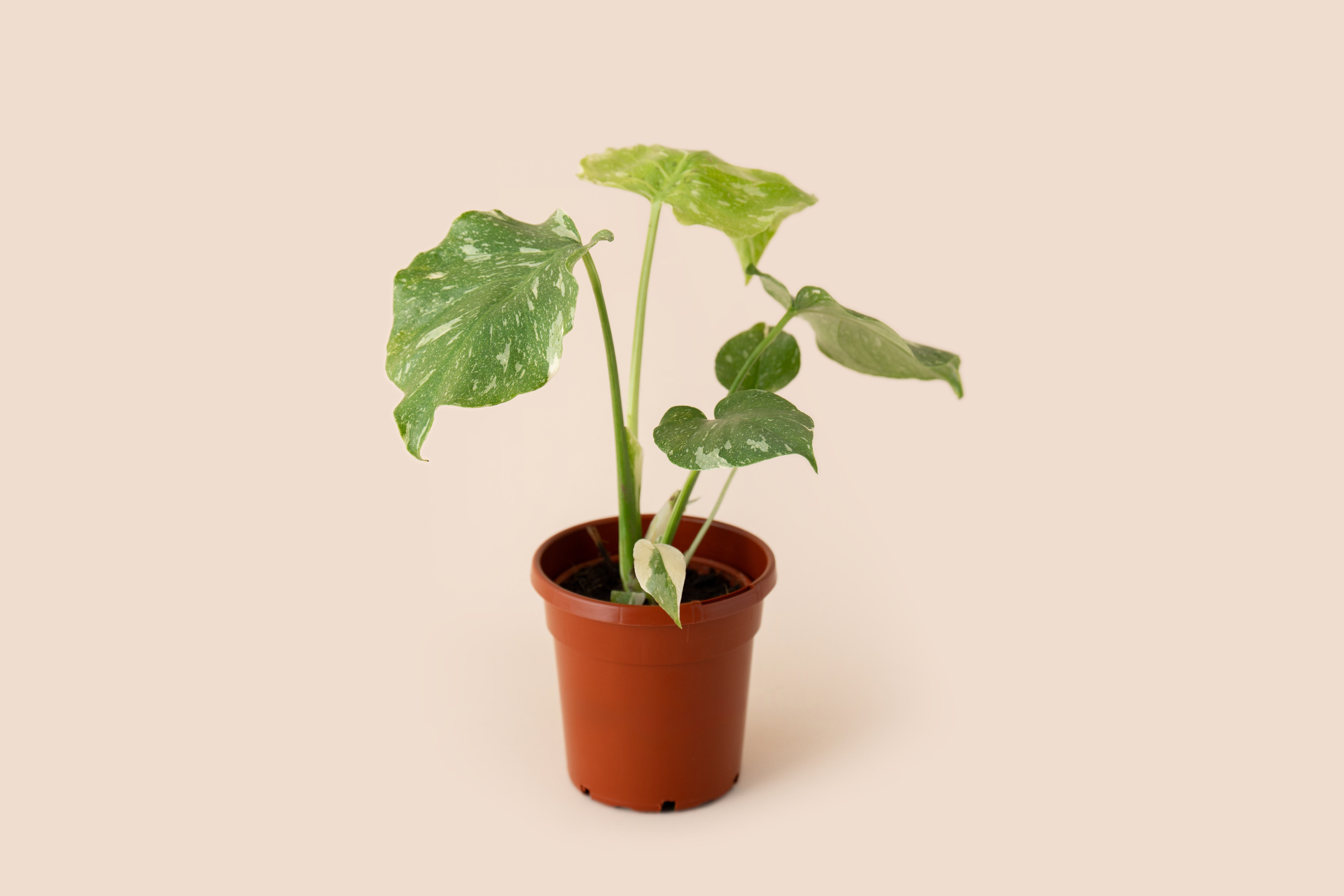 4" Monstera Thai Constellation