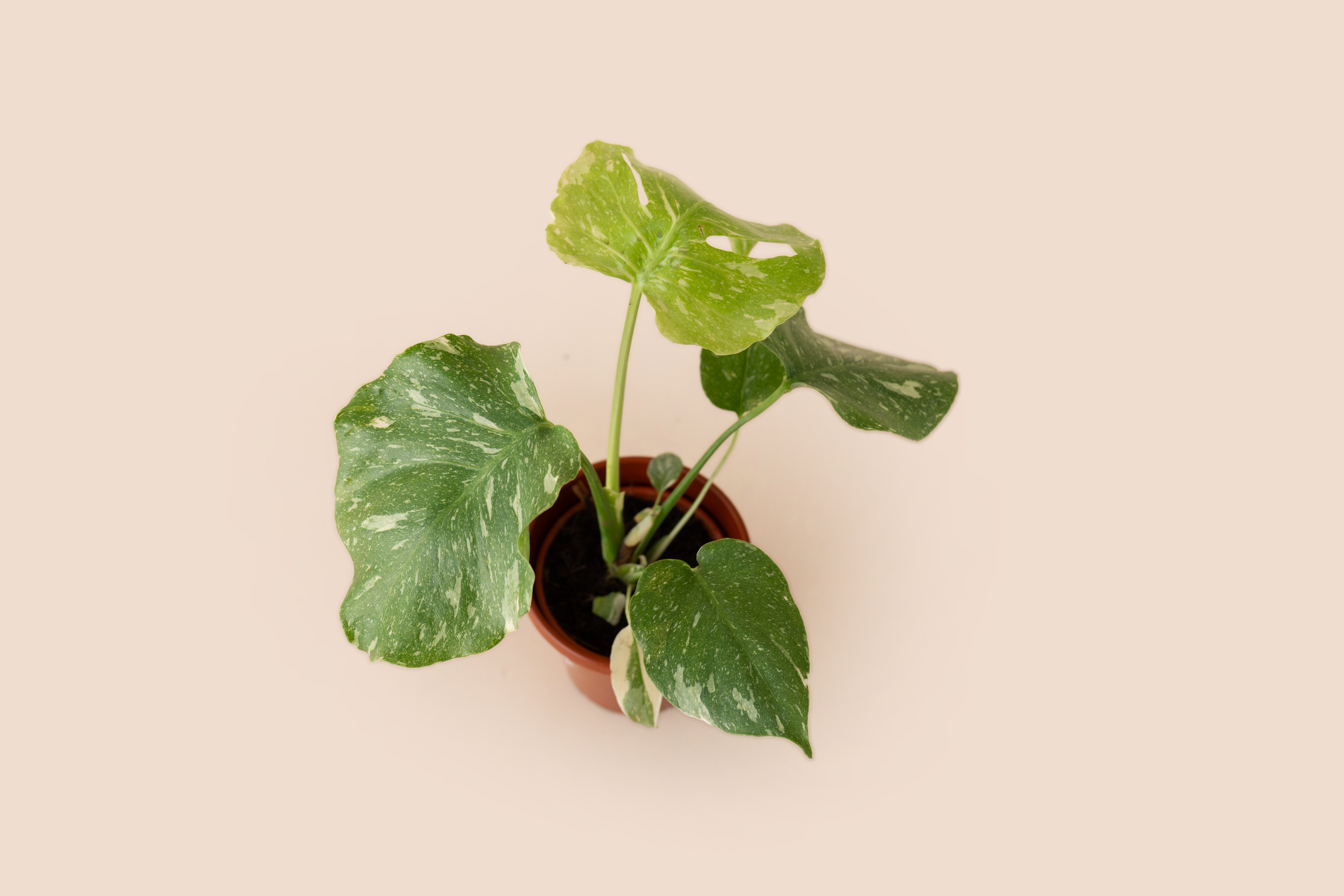 4" Monstera Thai Constellation