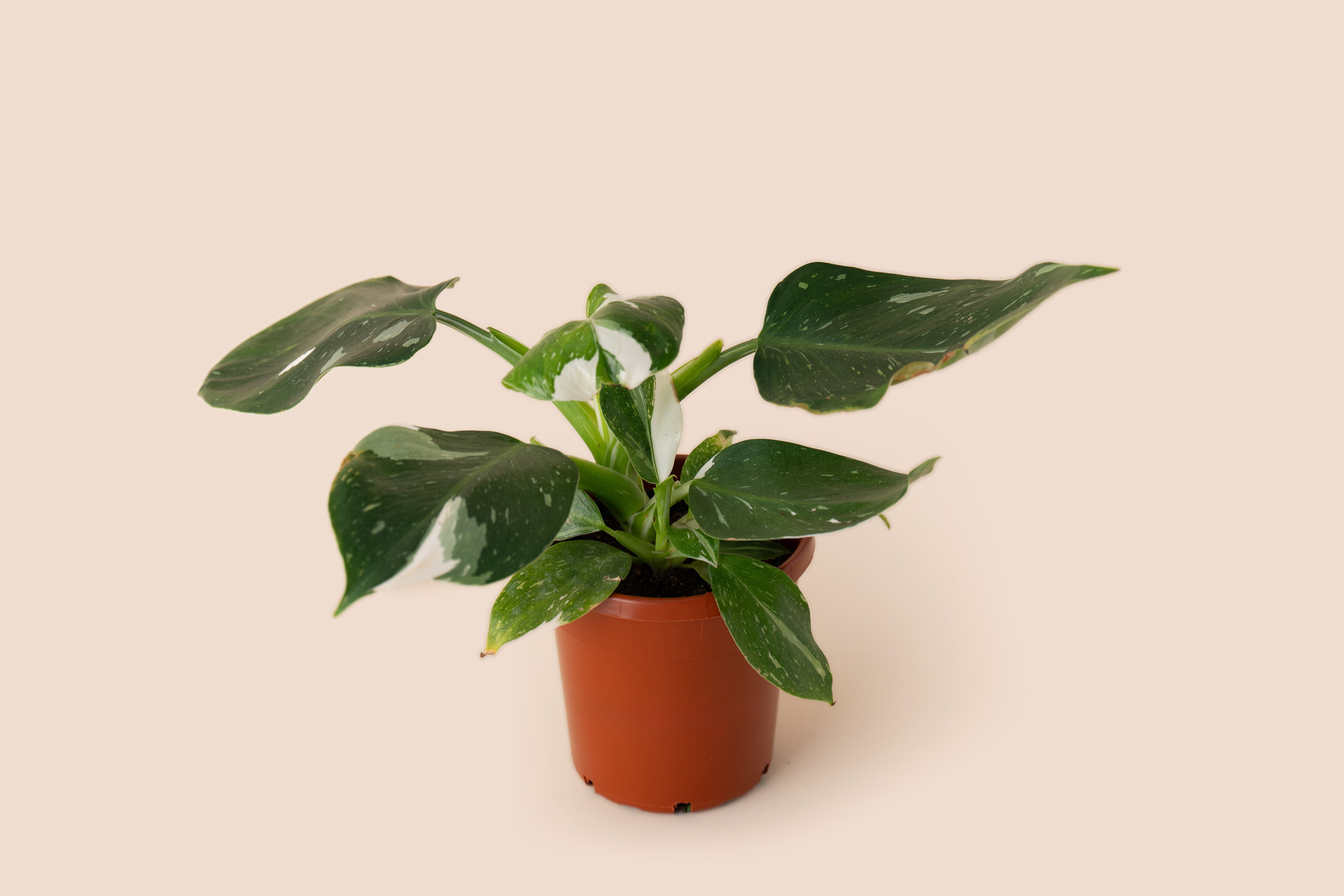 4" Philodendron White Wizard
