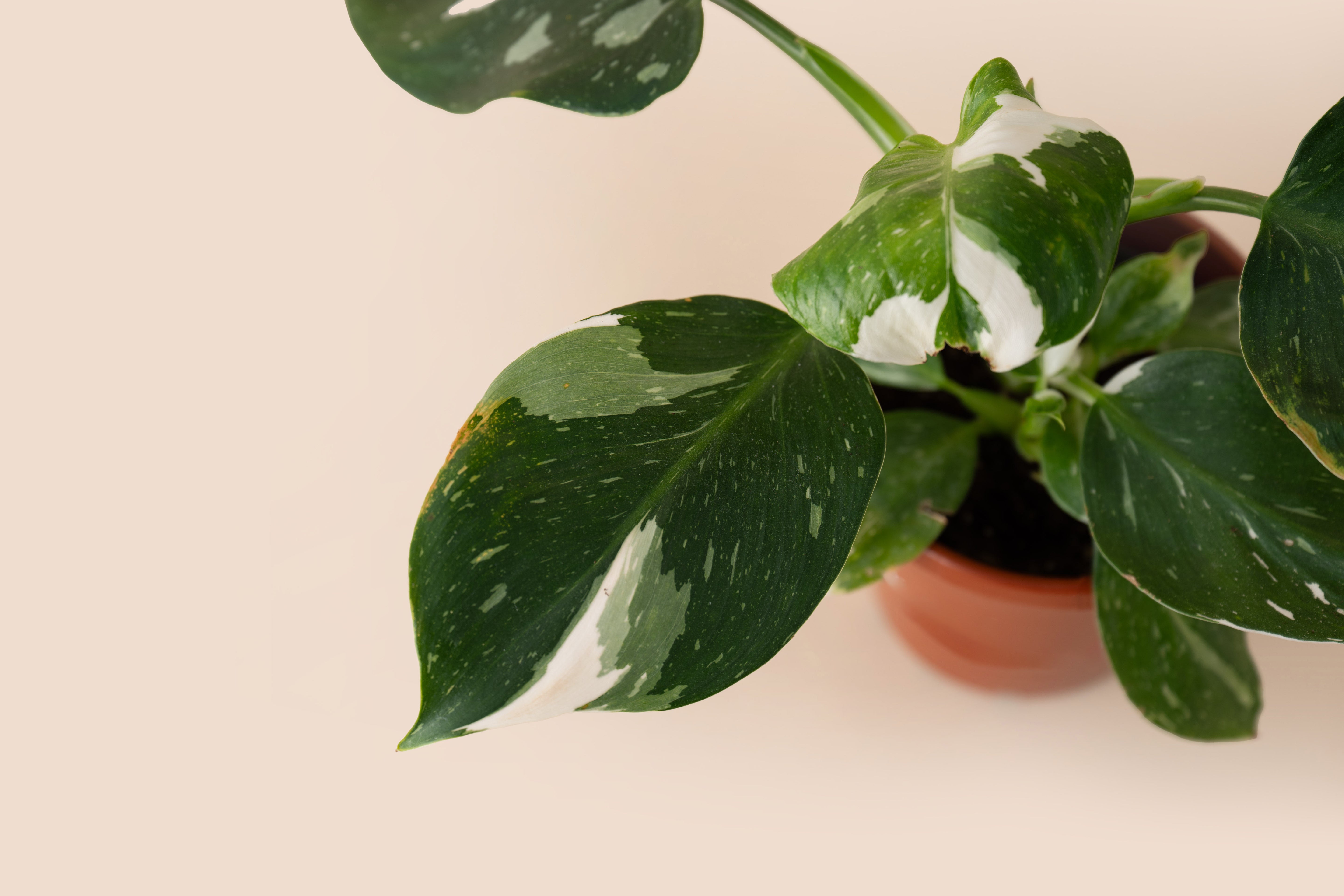 4" Philodendron White Wizard
