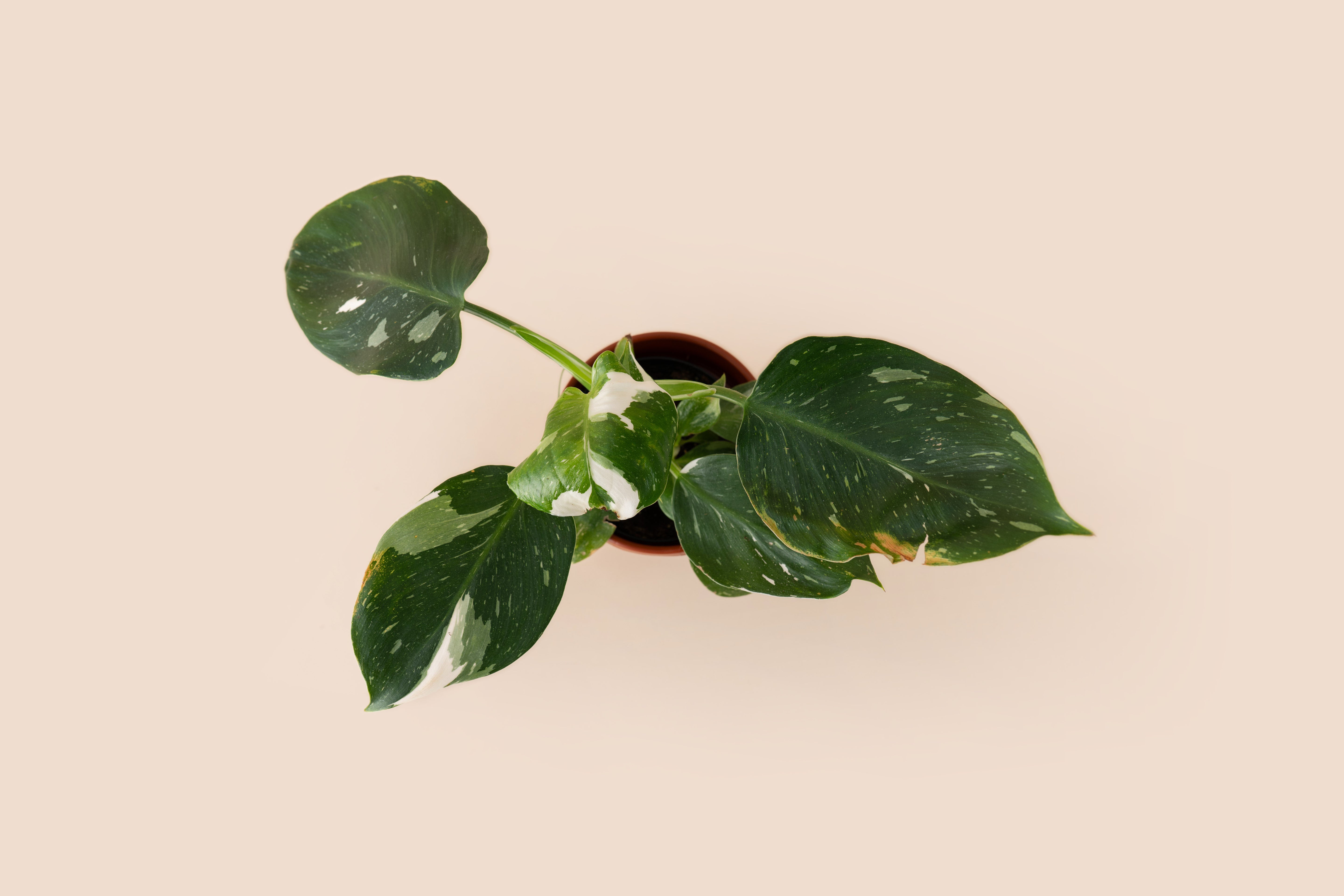 4" Philodendron White Wizard