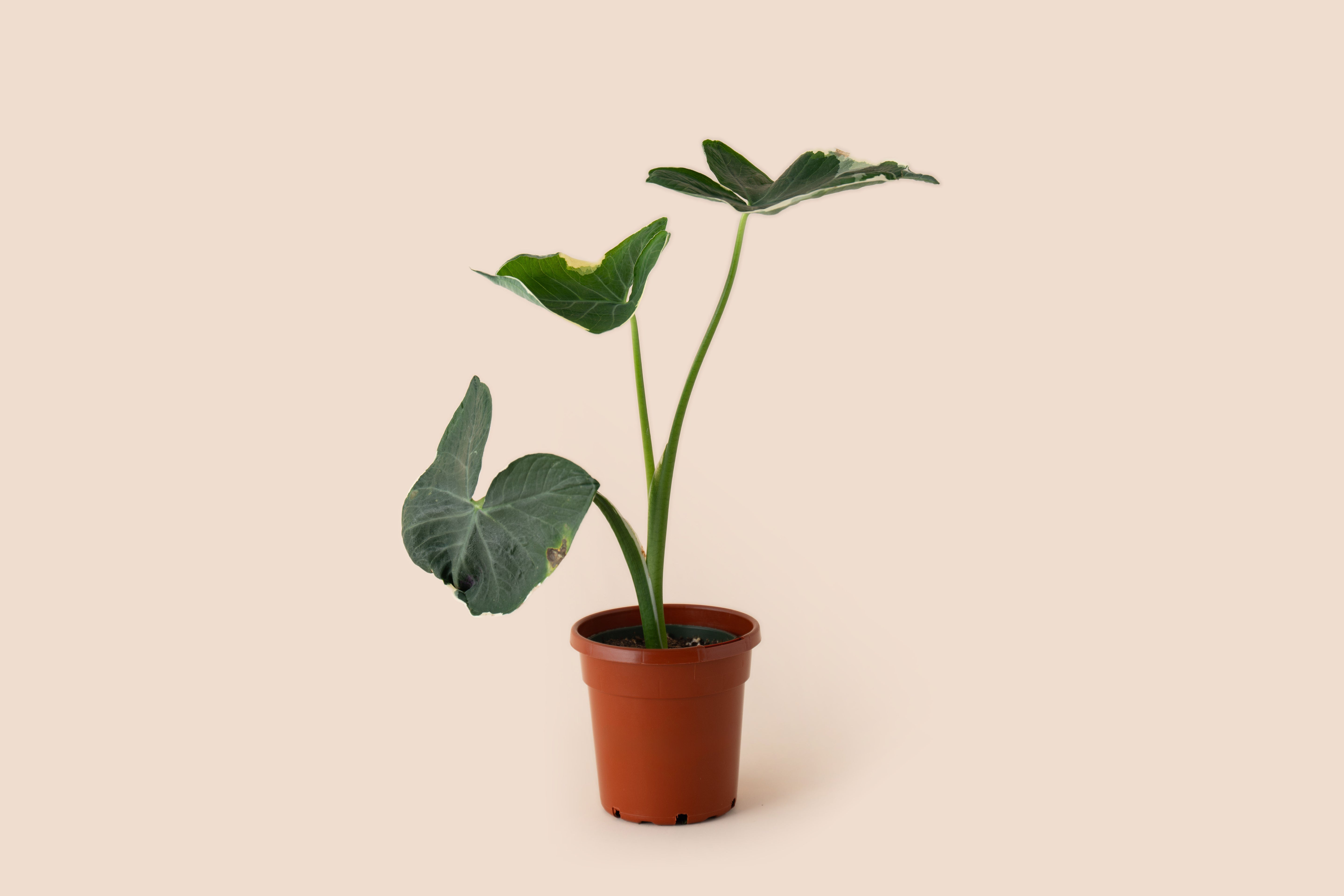 4" Alocasia Mickey Mouse
