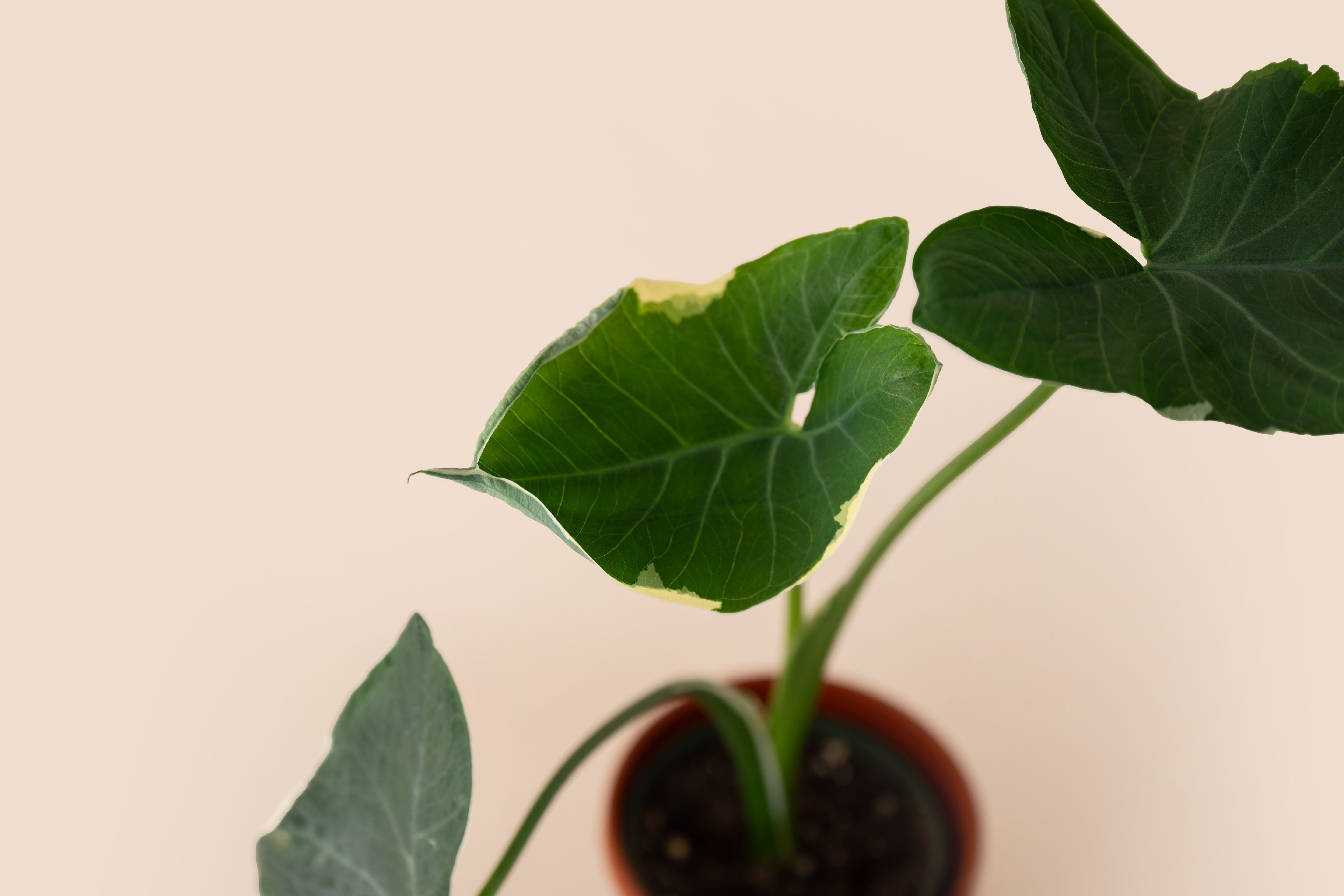 4" Alocasia Mickey Mouse