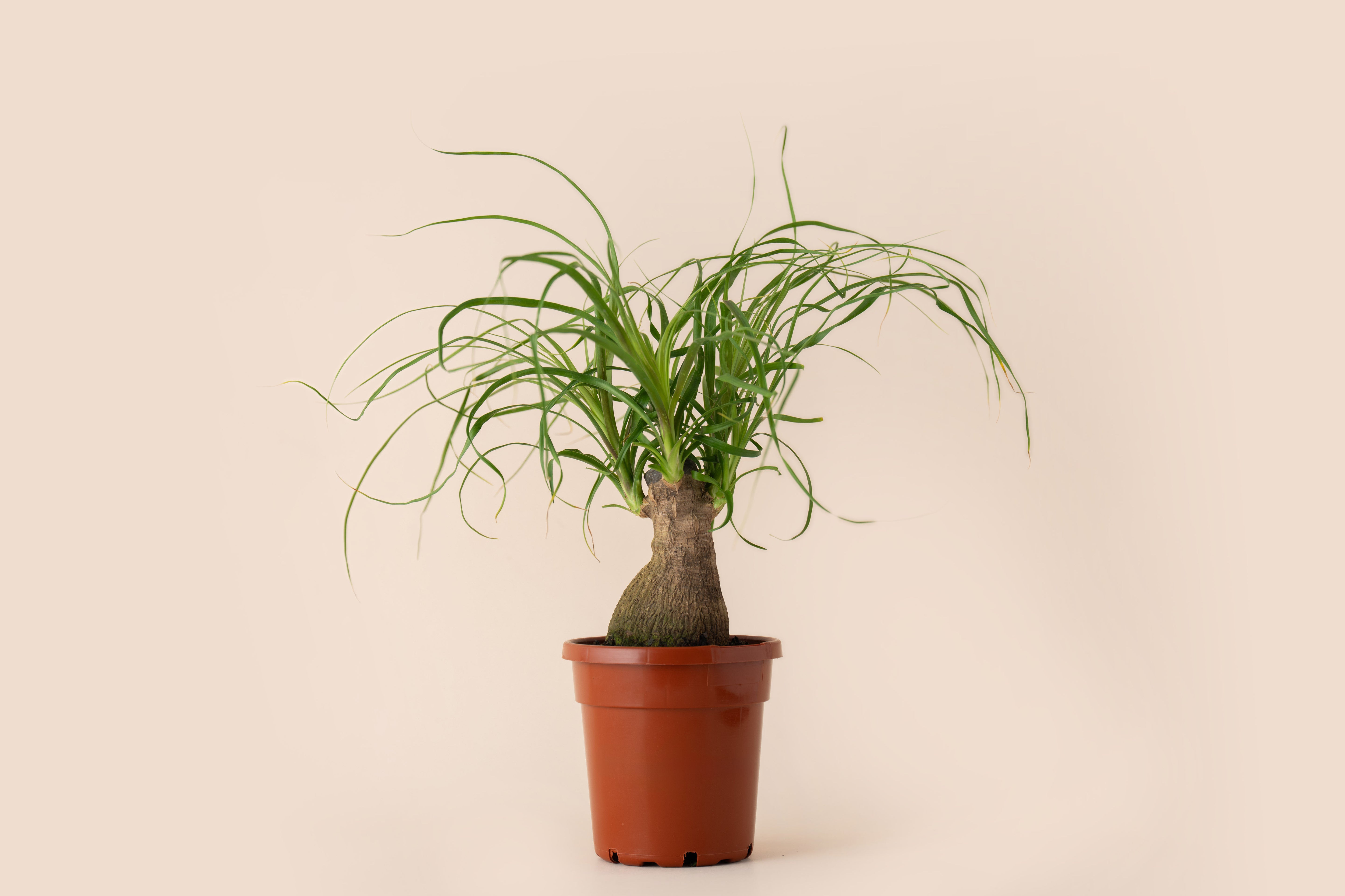 4" Ponytail Palm Stump
