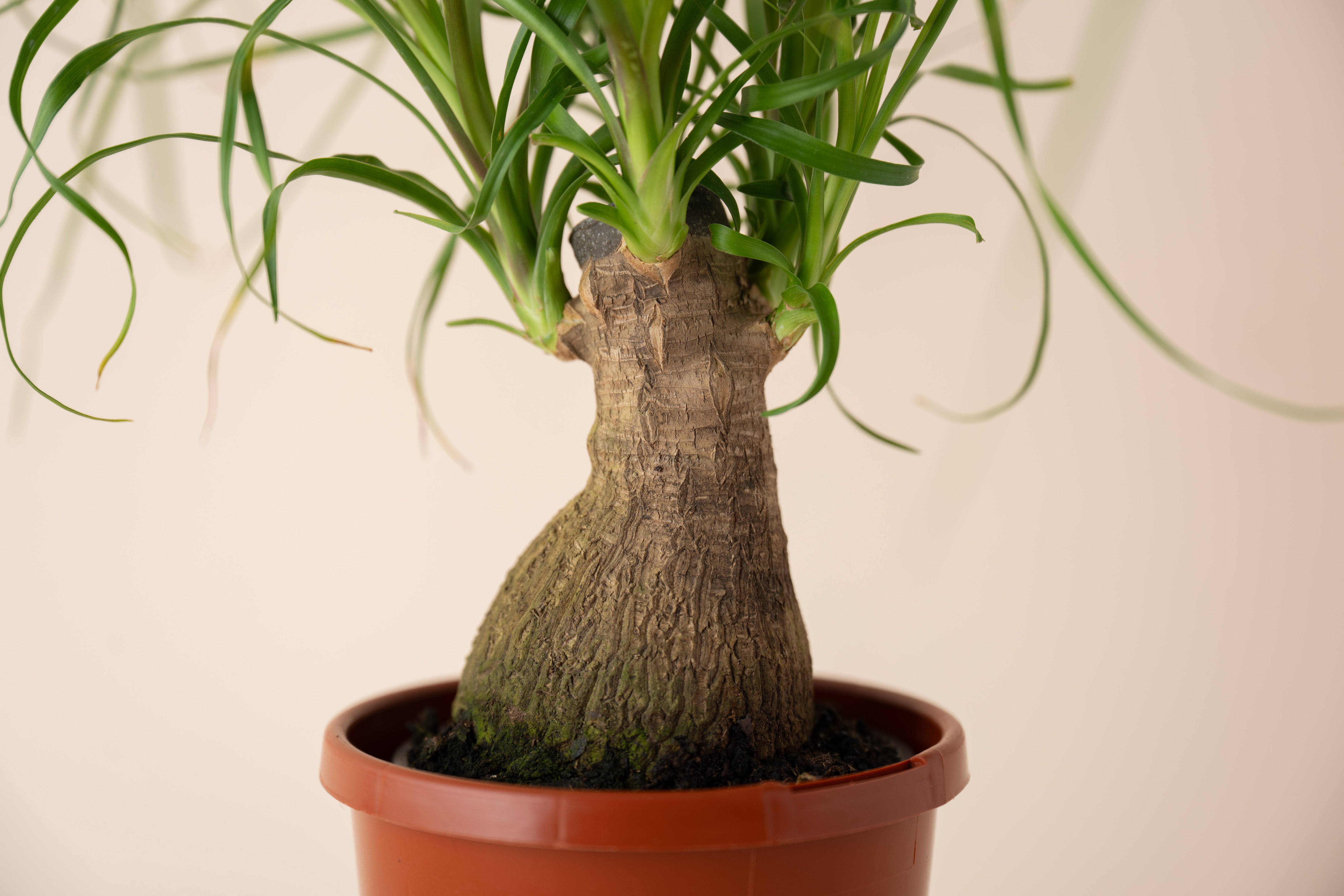 4" Ponytail Palm Stump
