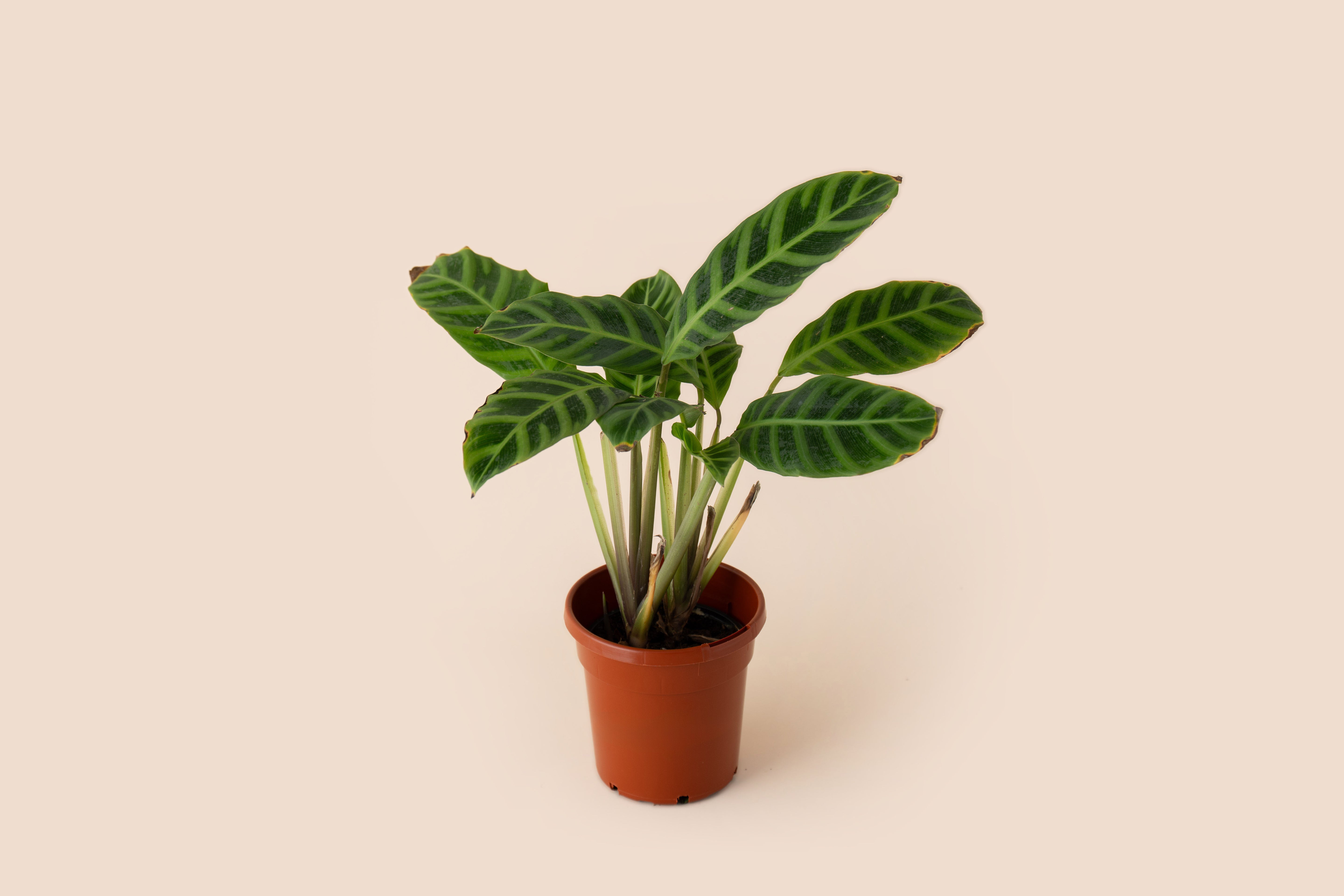 4" Calathea Jungle Velvet