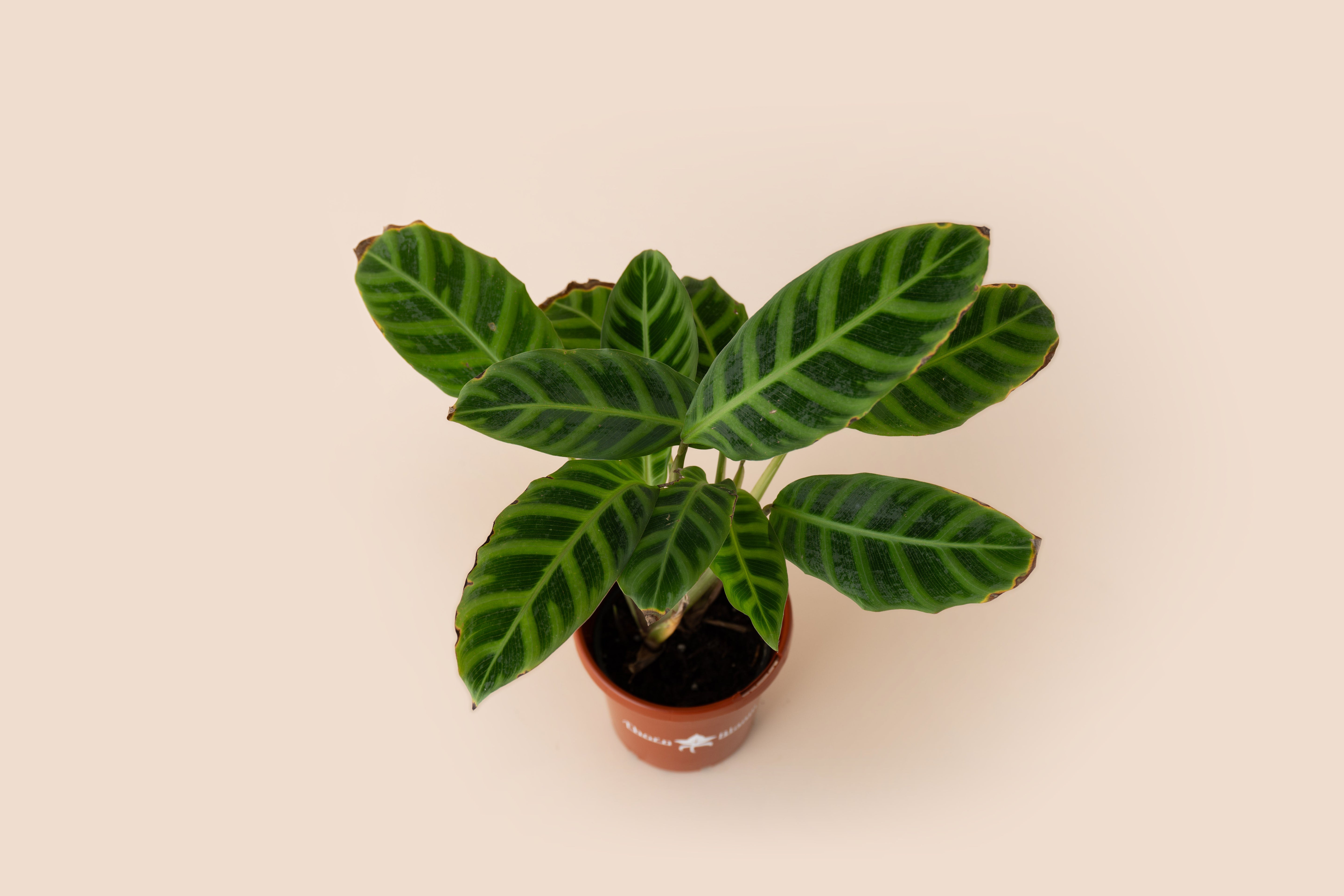 4" Calathea Jungle Velvet