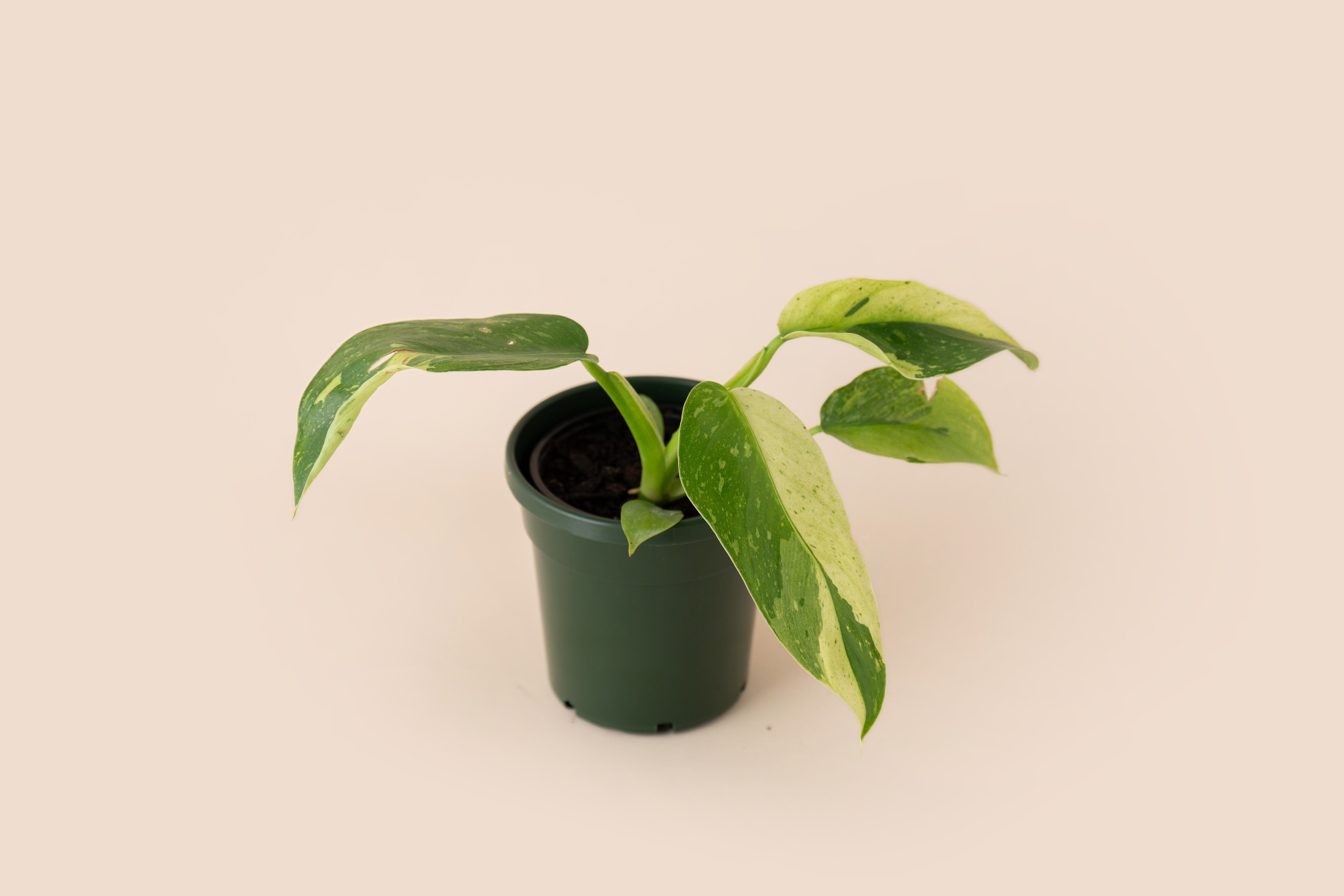 4" Philodendron Jose Bueno