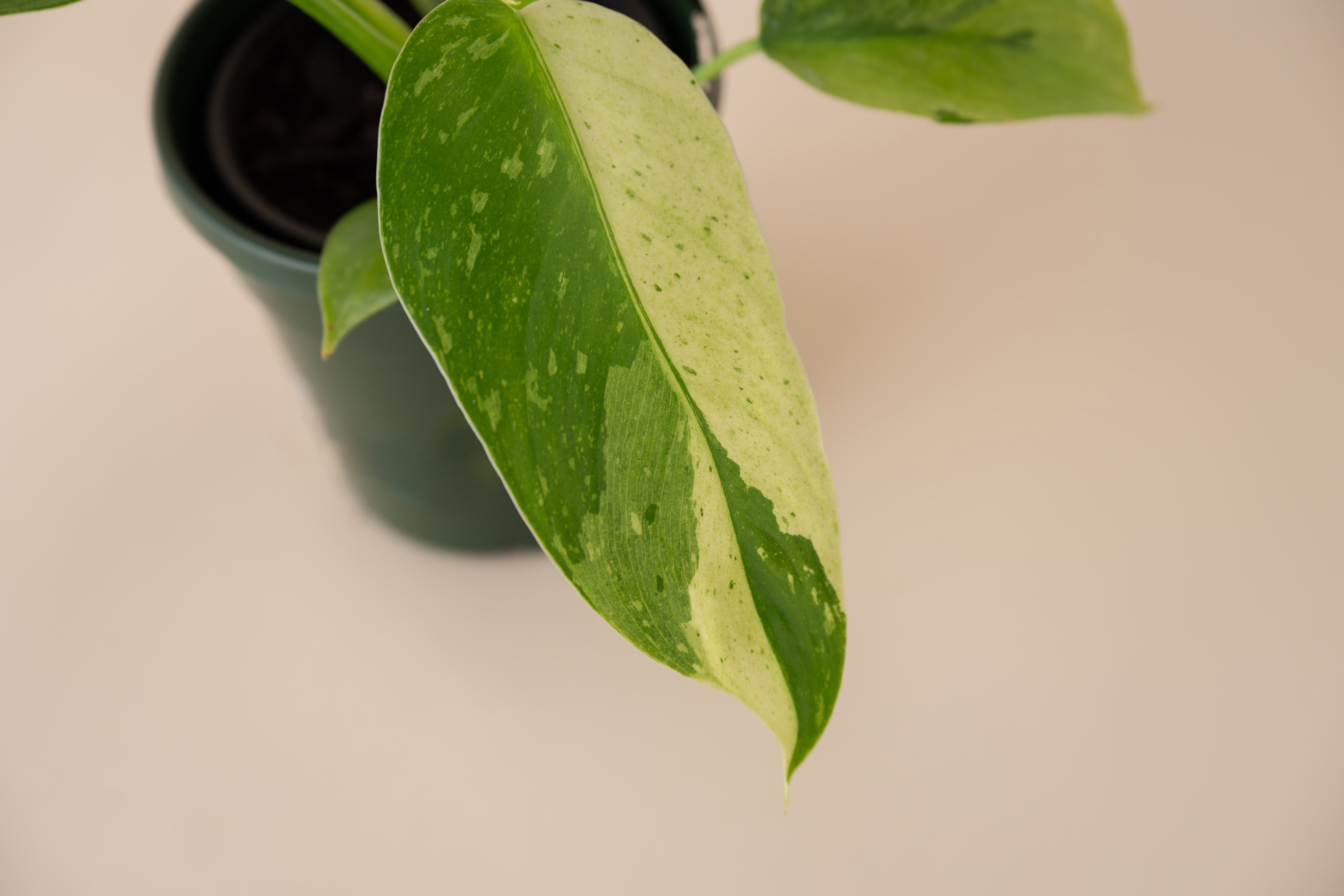 4" Philodendron Jose Bueno