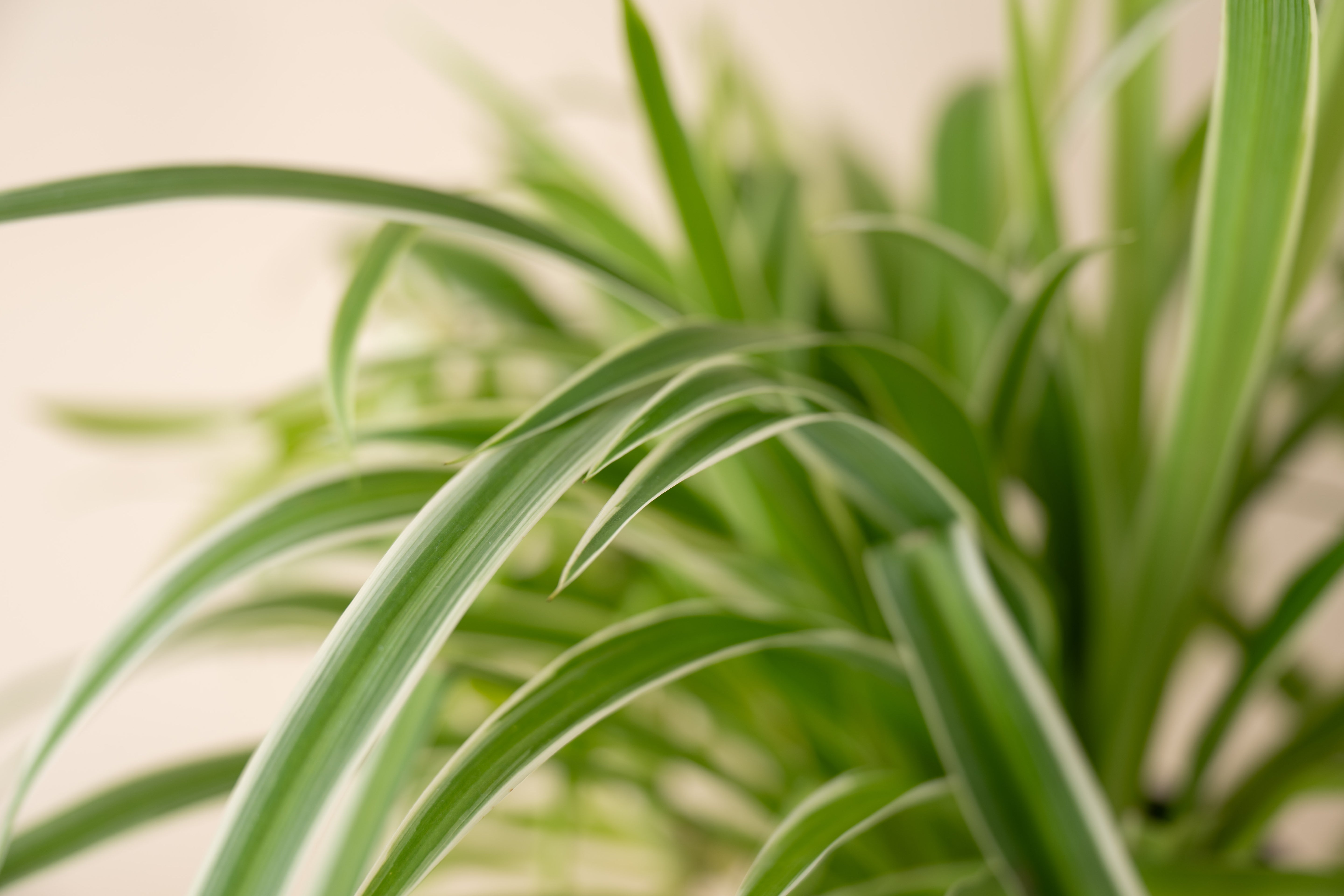 4" Spider Plant