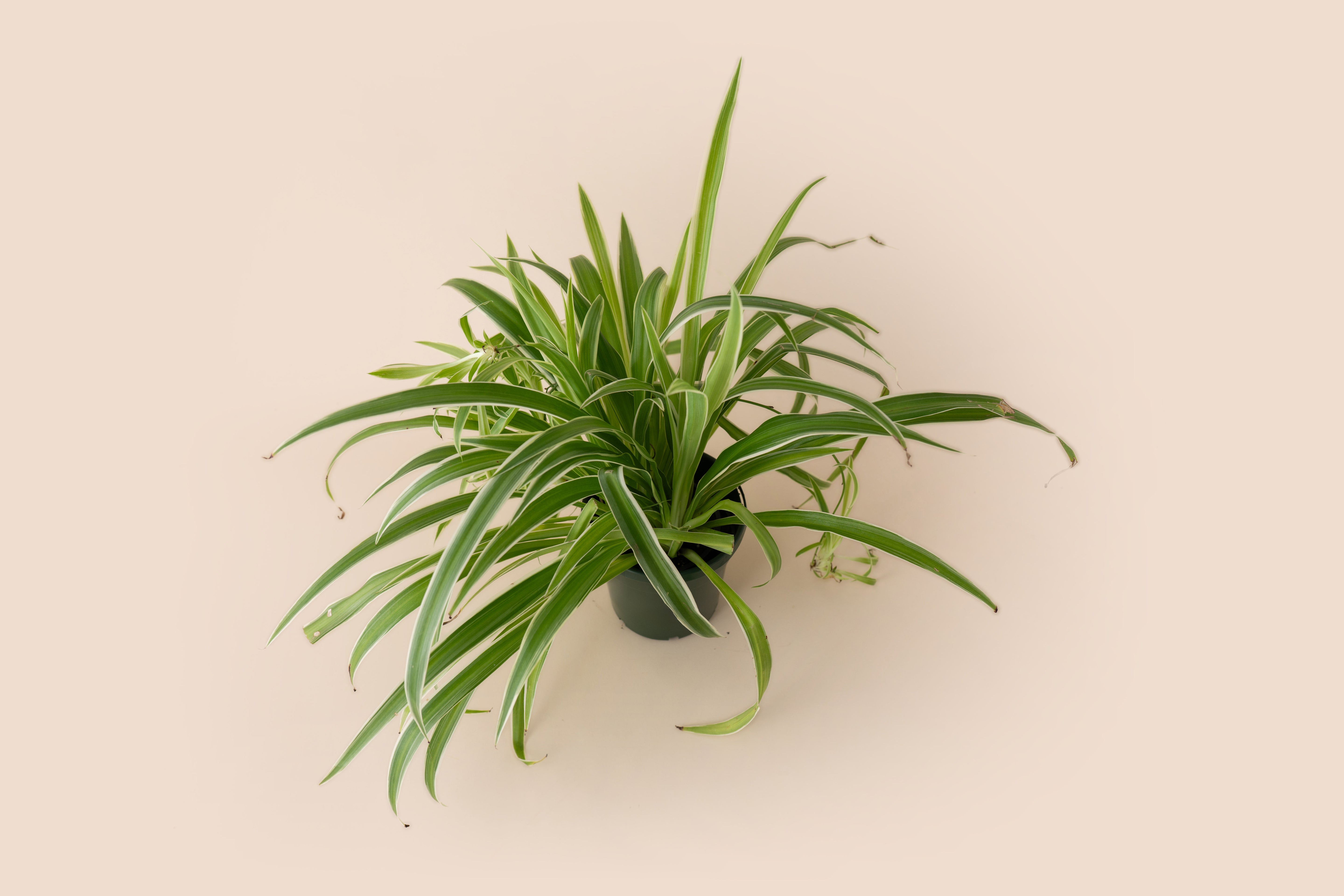 4" Spider Plant