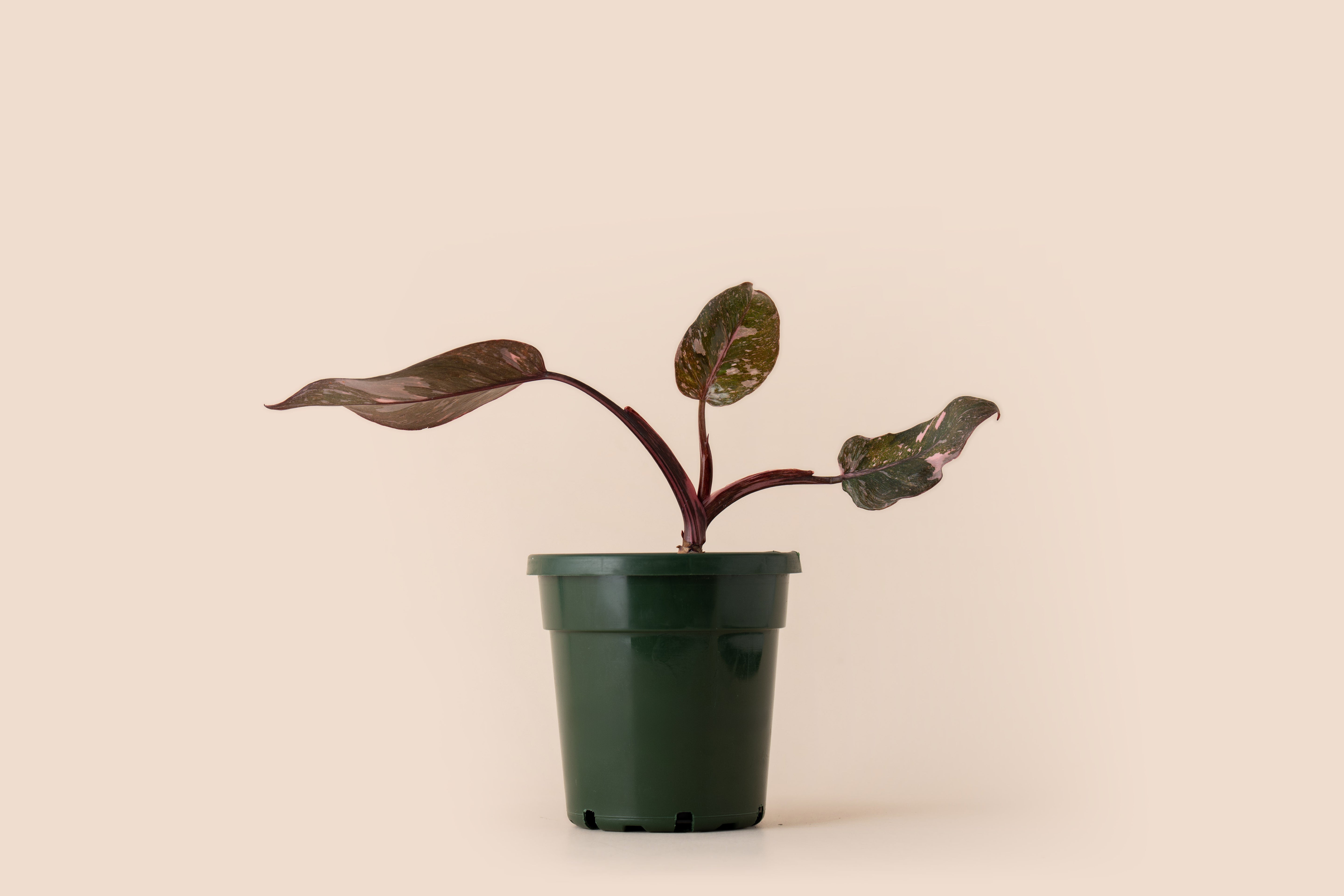 4" Philodendron Pink Princess