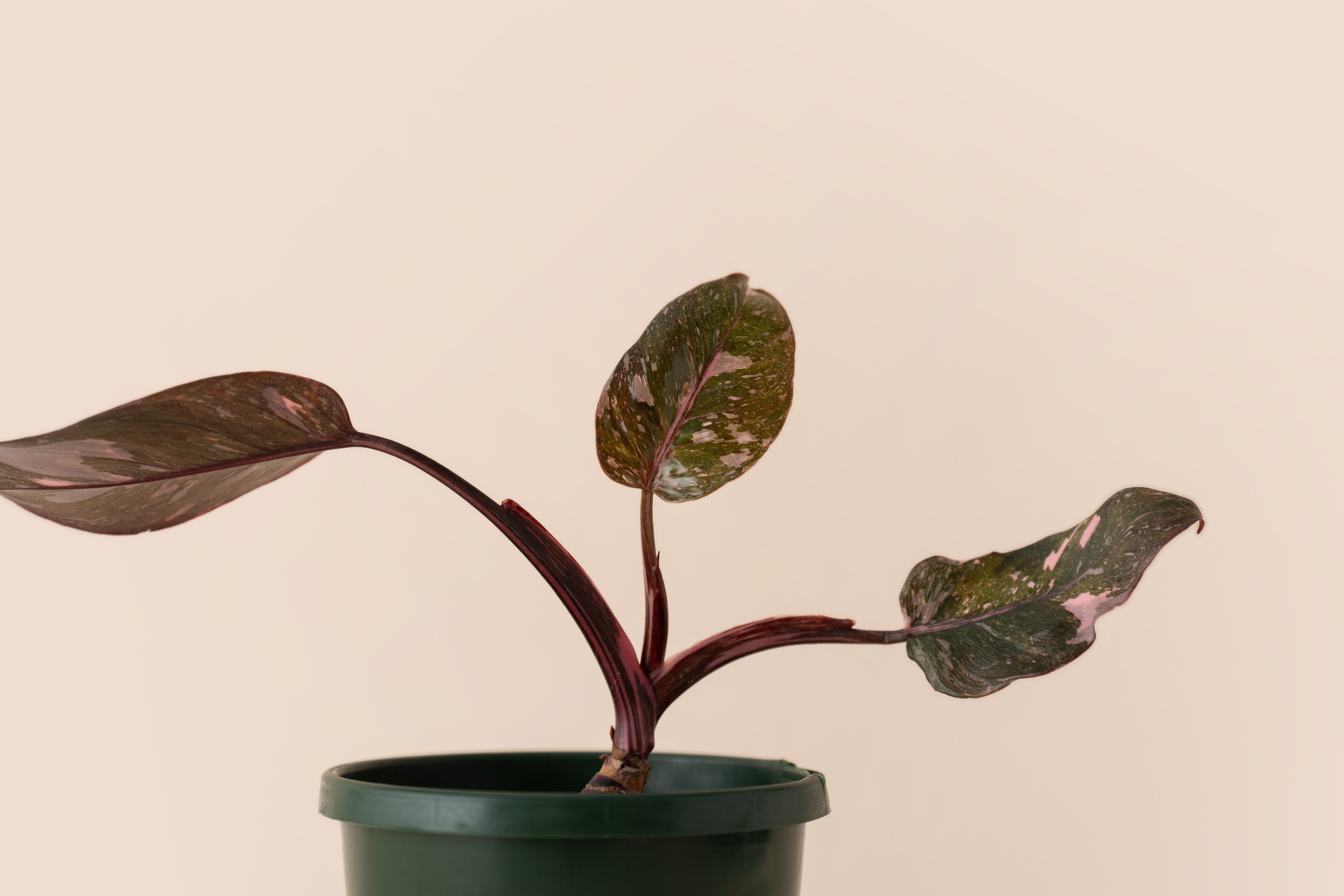 4" Philodendron Pink Princess
