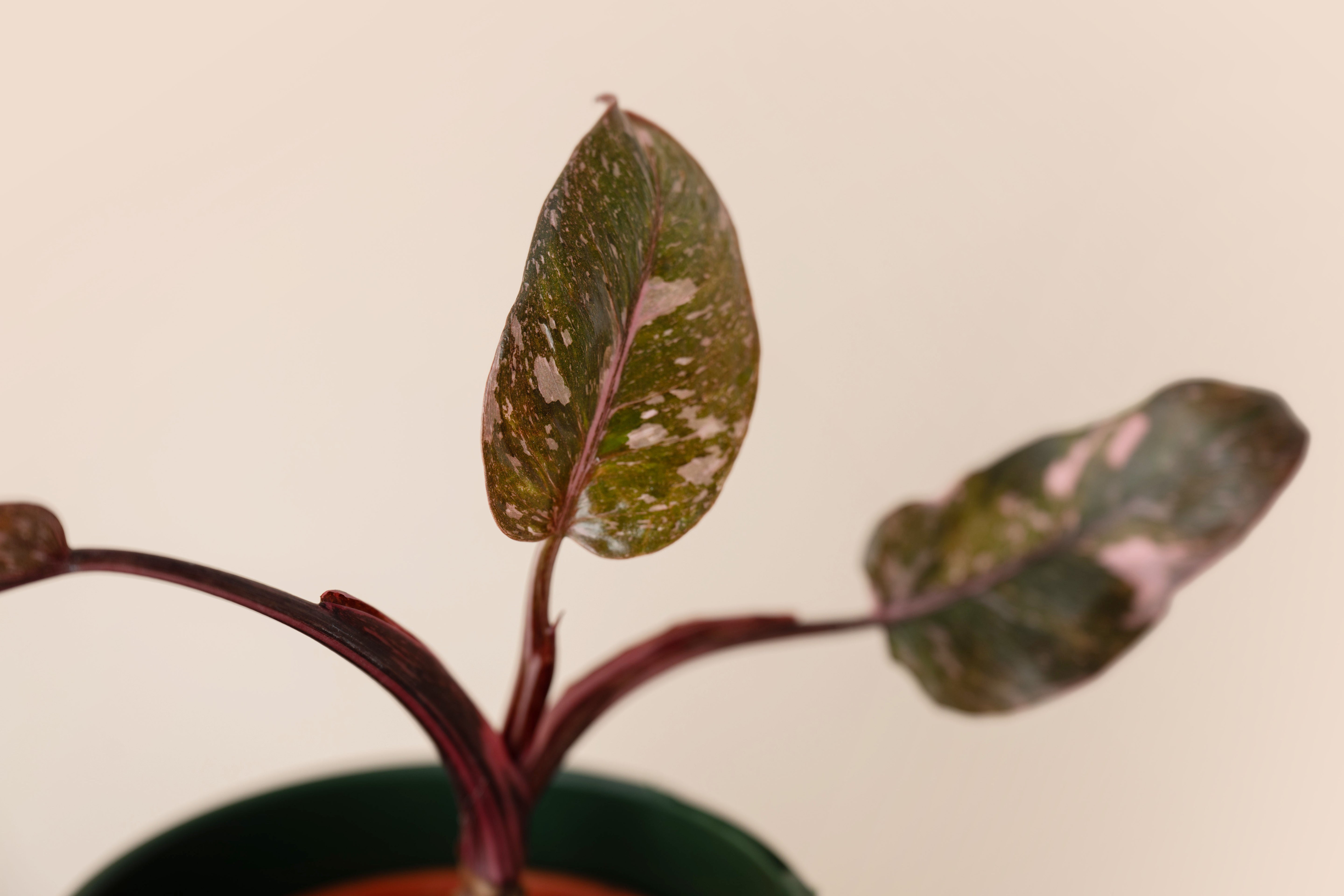 4" Philodendron Pink Princess