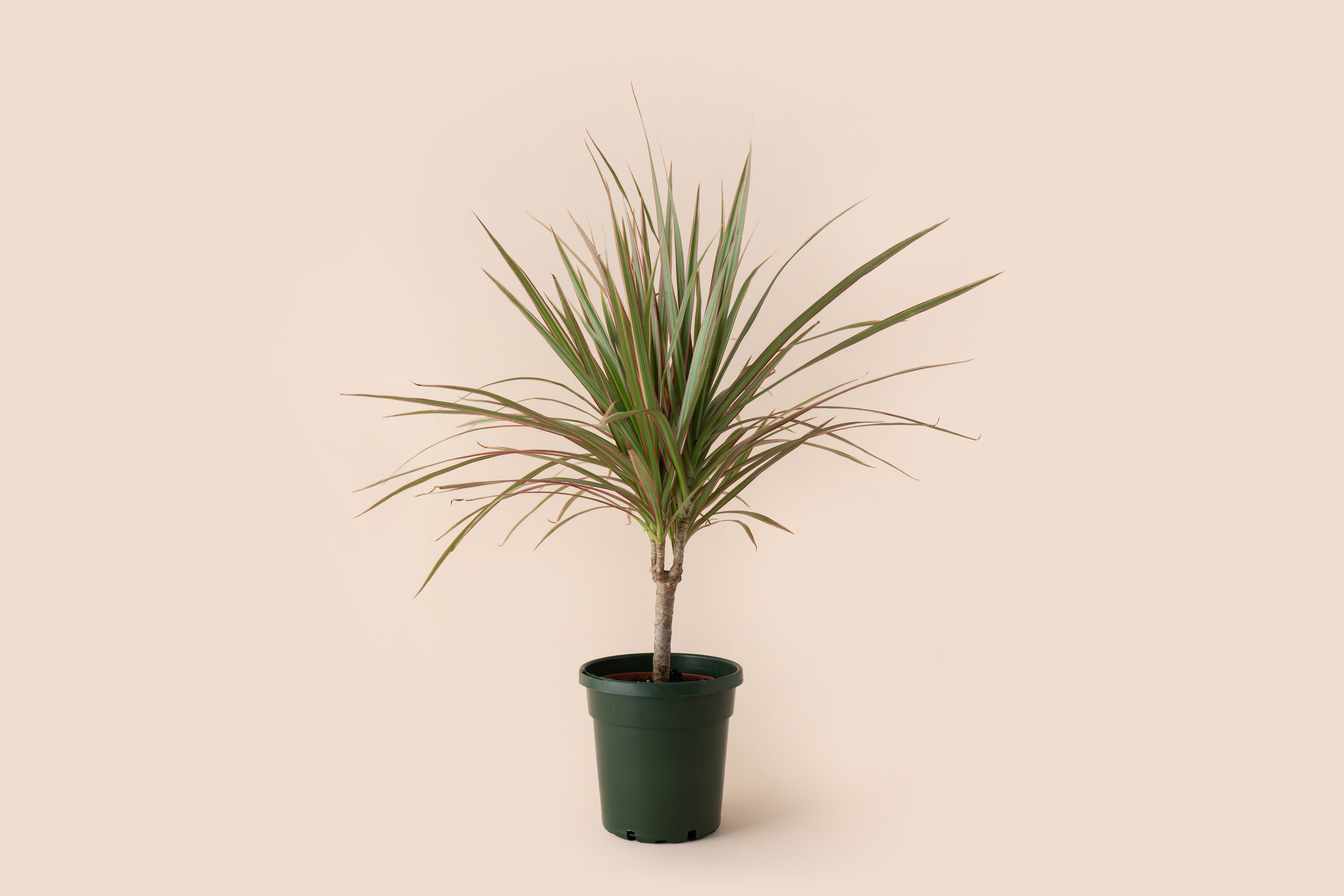 4" Dracaena Marginata Crane Bicolor