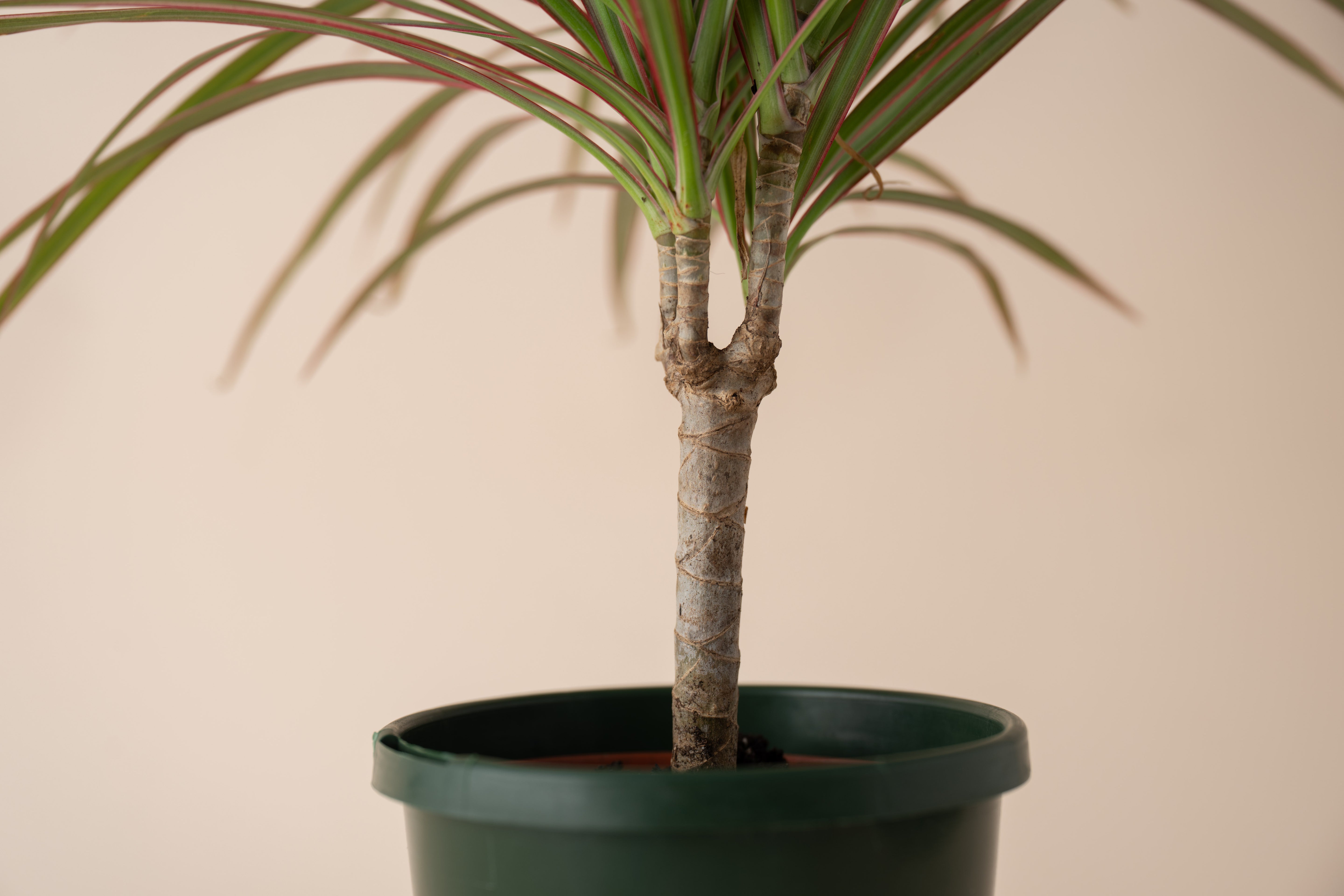 4" Dracaena Marginata Crane Bicolor